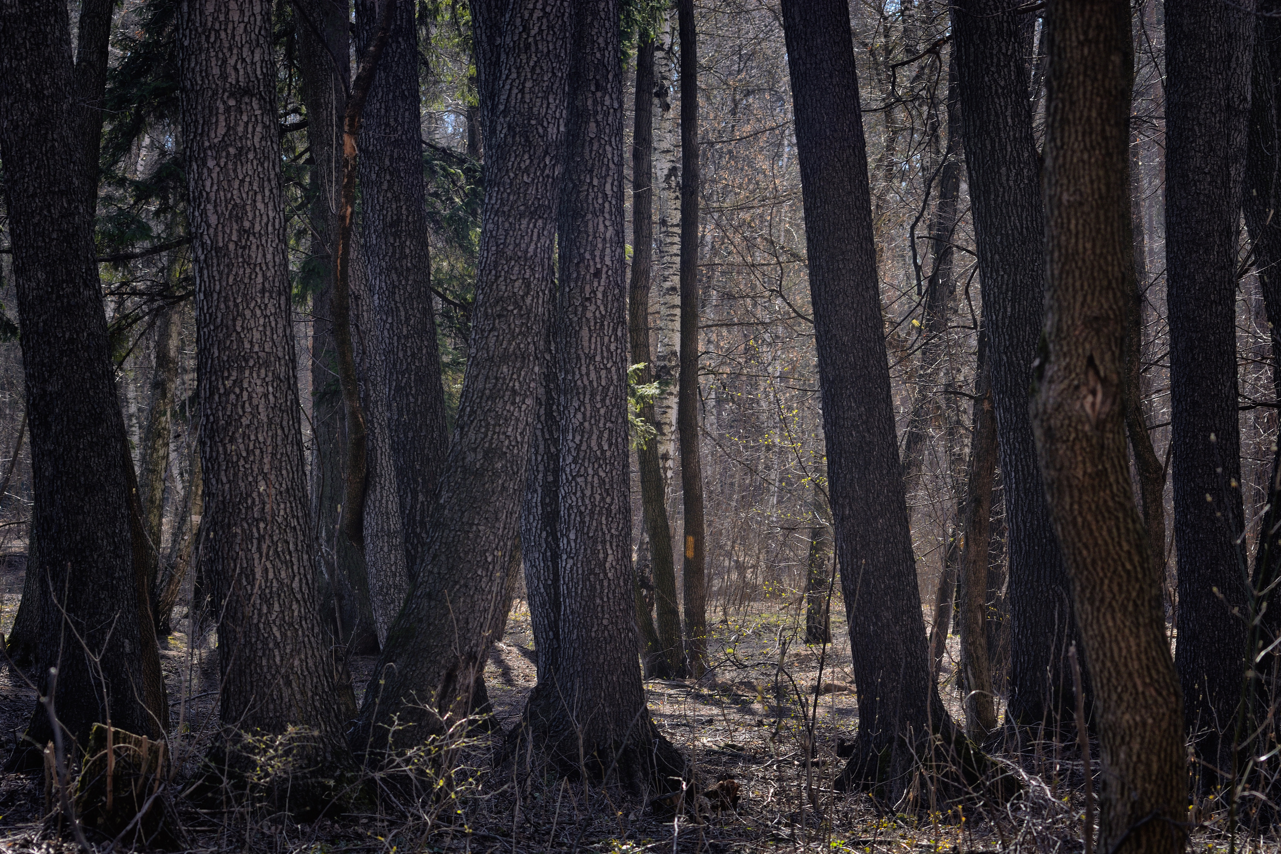 Пейзажи. Свадебный фотограф Олег Шатохин  Москва и Московской область
