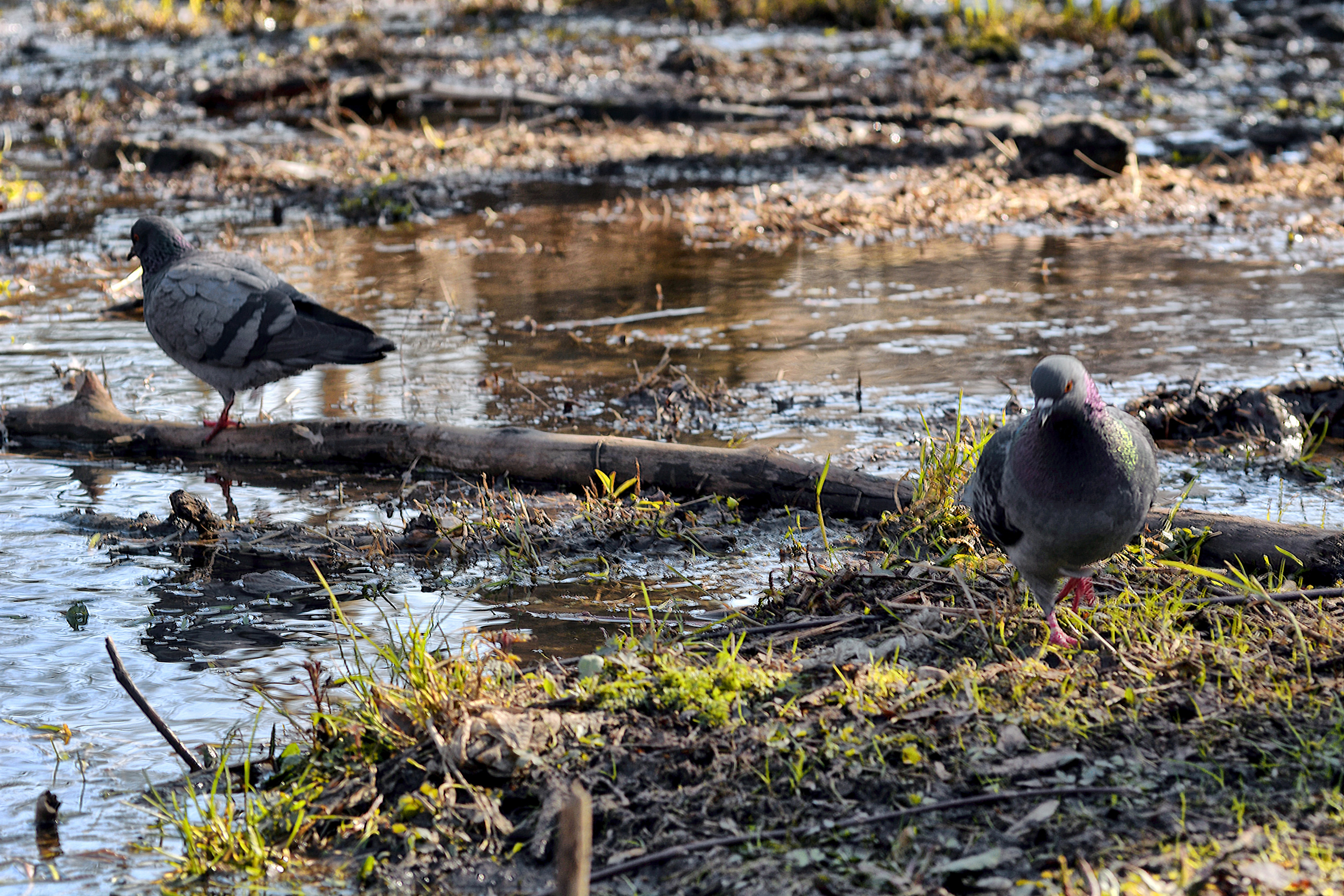 Пейзажи. Свадебный фотограф Олег Шатохин  Москва и Московской область