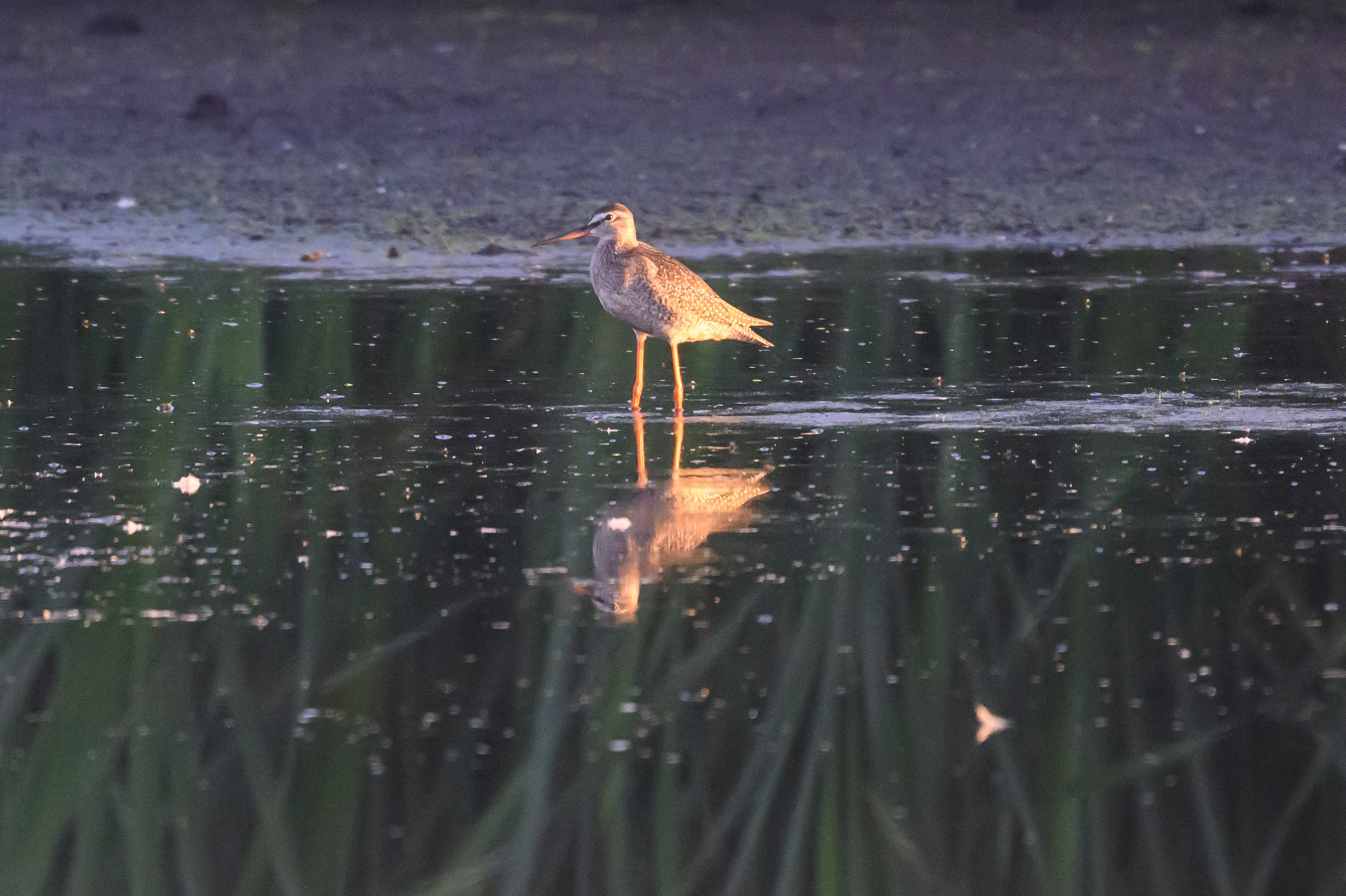Щёголь. Spotted redshank. Wildlife photography by Sergey Puponin