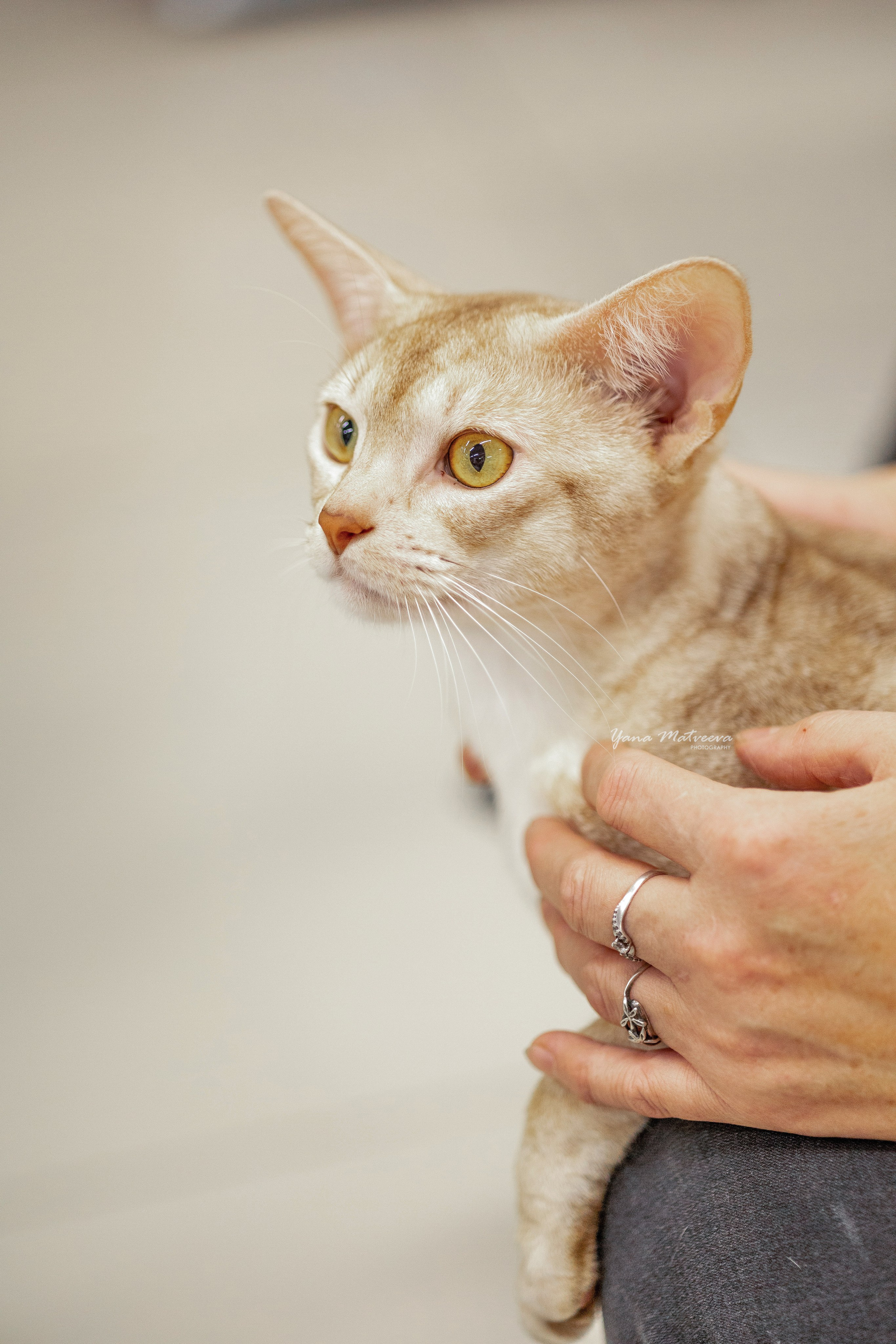 Кошки. Фотограф Яна Матвеева в Ижевске
