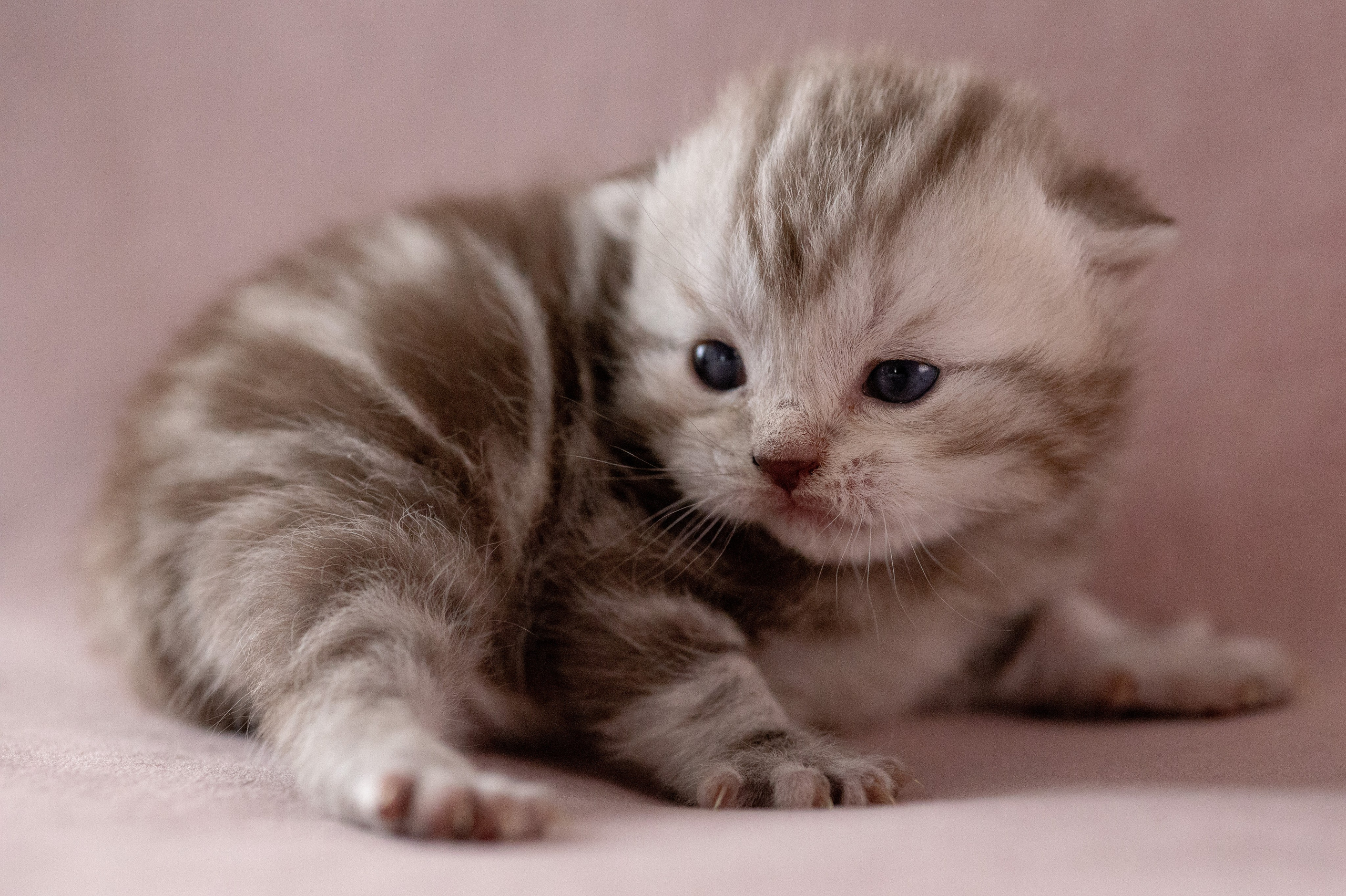 Котята. Фотограф Яна Матвеева в Ижевске