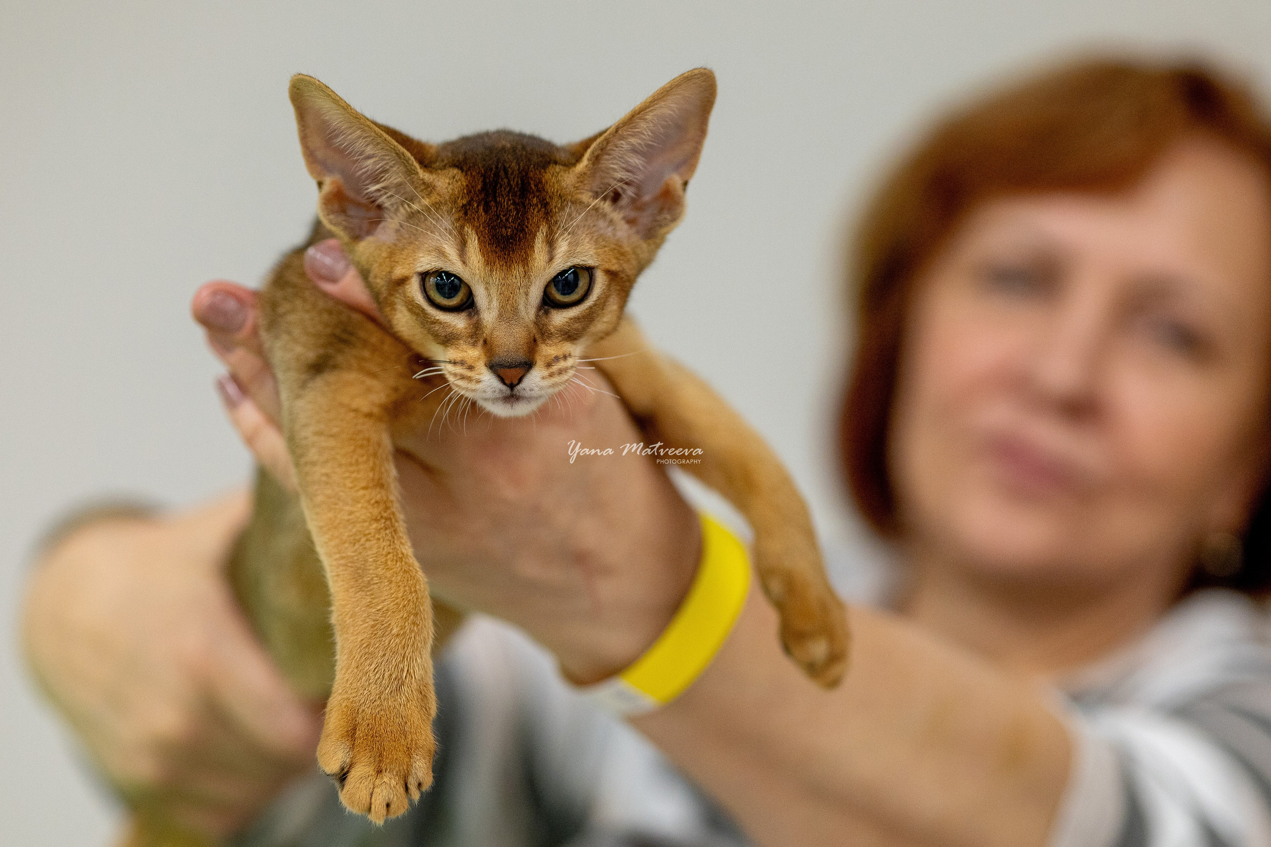 Кошки. Фотограф Яна Матвеева в Ижевске