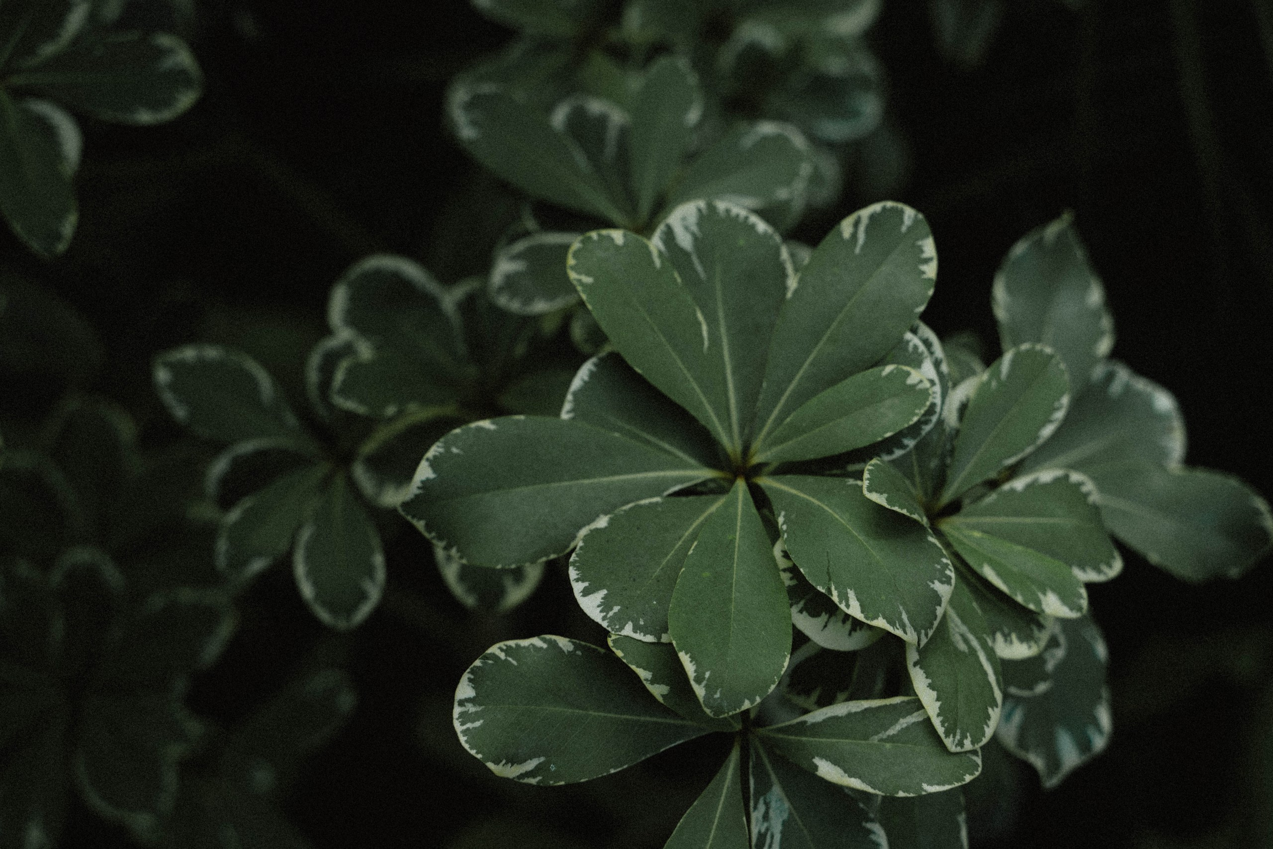 Wedding day #87. Свадебный, семейный фотограф в Рязани Лена Брант