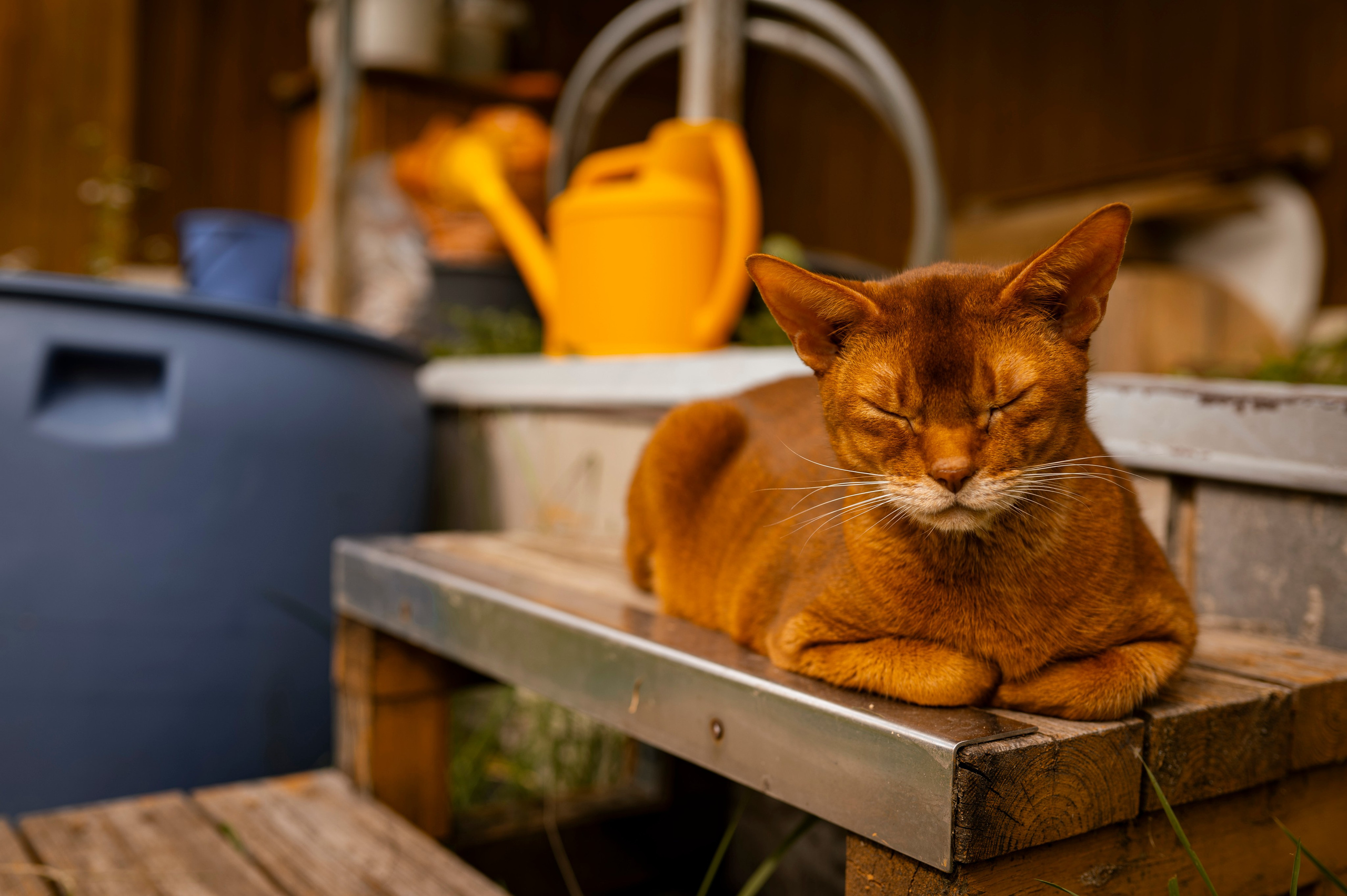 Осень во всей красе. Анна Боровикова, фотограф Пушкино