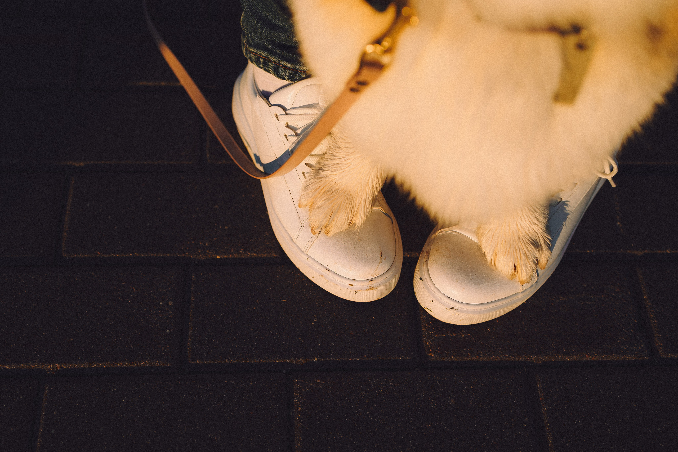 Пуговка и ее семья