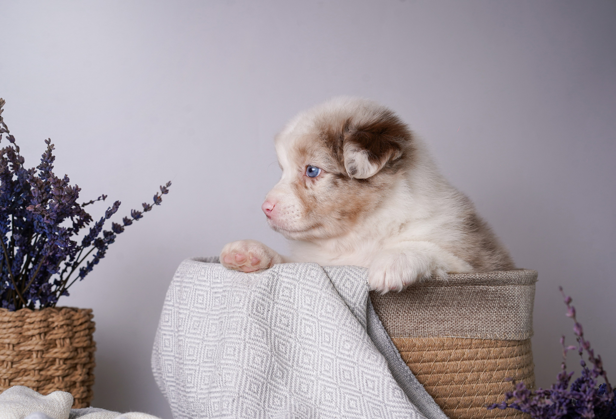 Щенки австралийской овчарки. Фотограф-анималист в Санкт-Петербурге Яна Мартынова