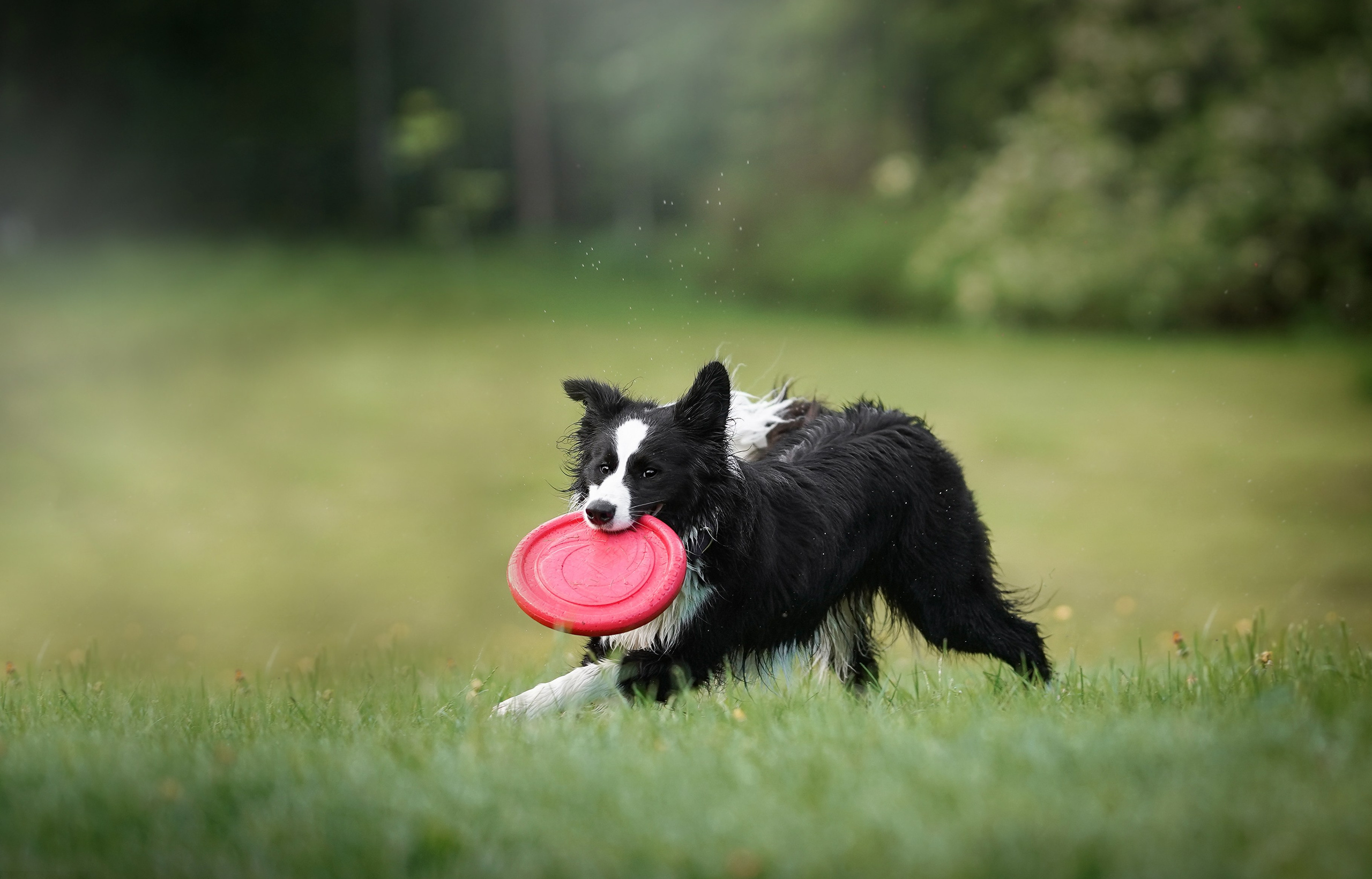 Юля, ее мама и Груша. Фотограф-анималист в Санкт-Петербурге Яна Мартынова