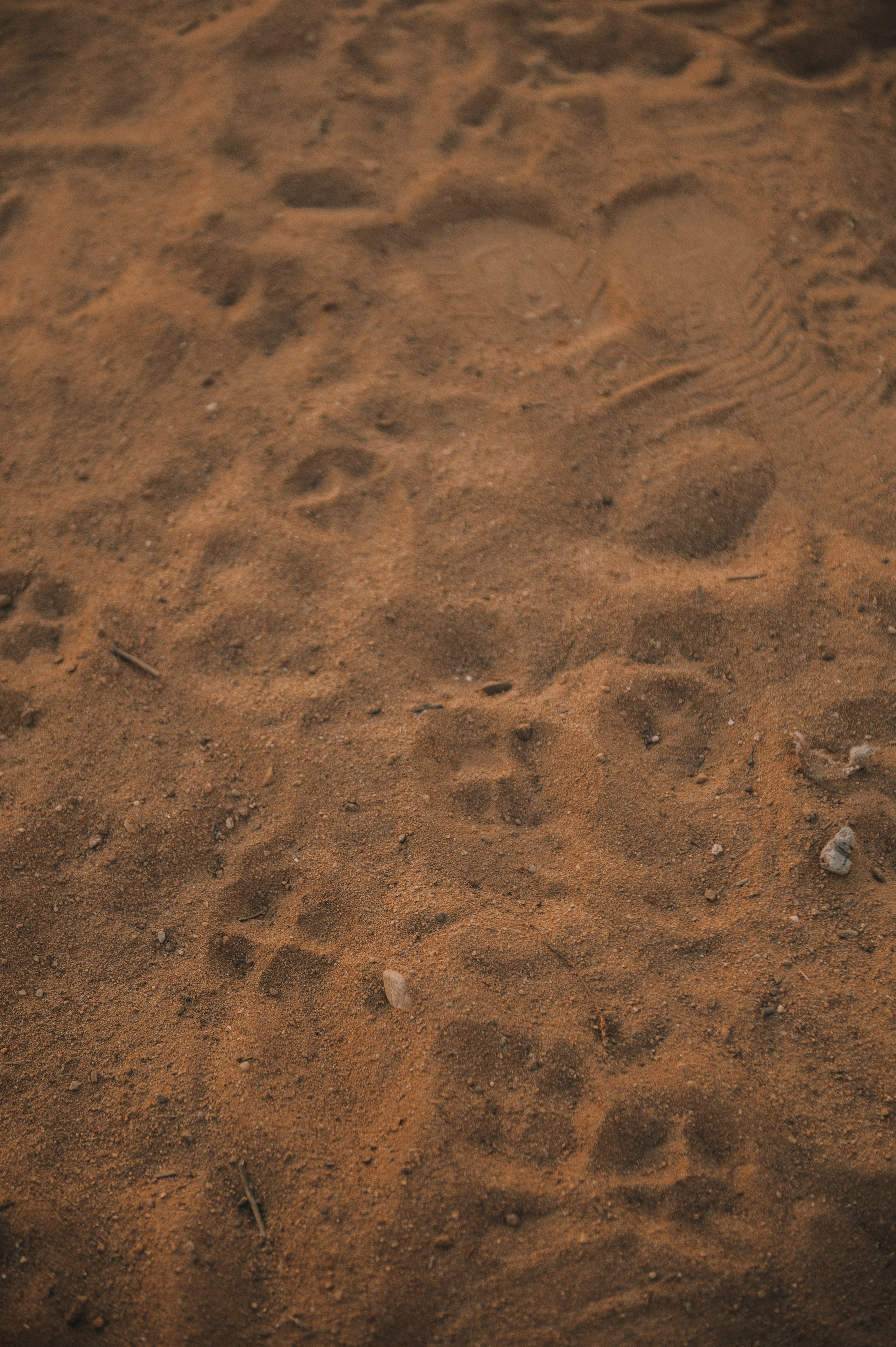 Таня и мопс Патрик (Мытищи, 2024). Анна Пушина, фотограф, Москва, Королев, Пушкино