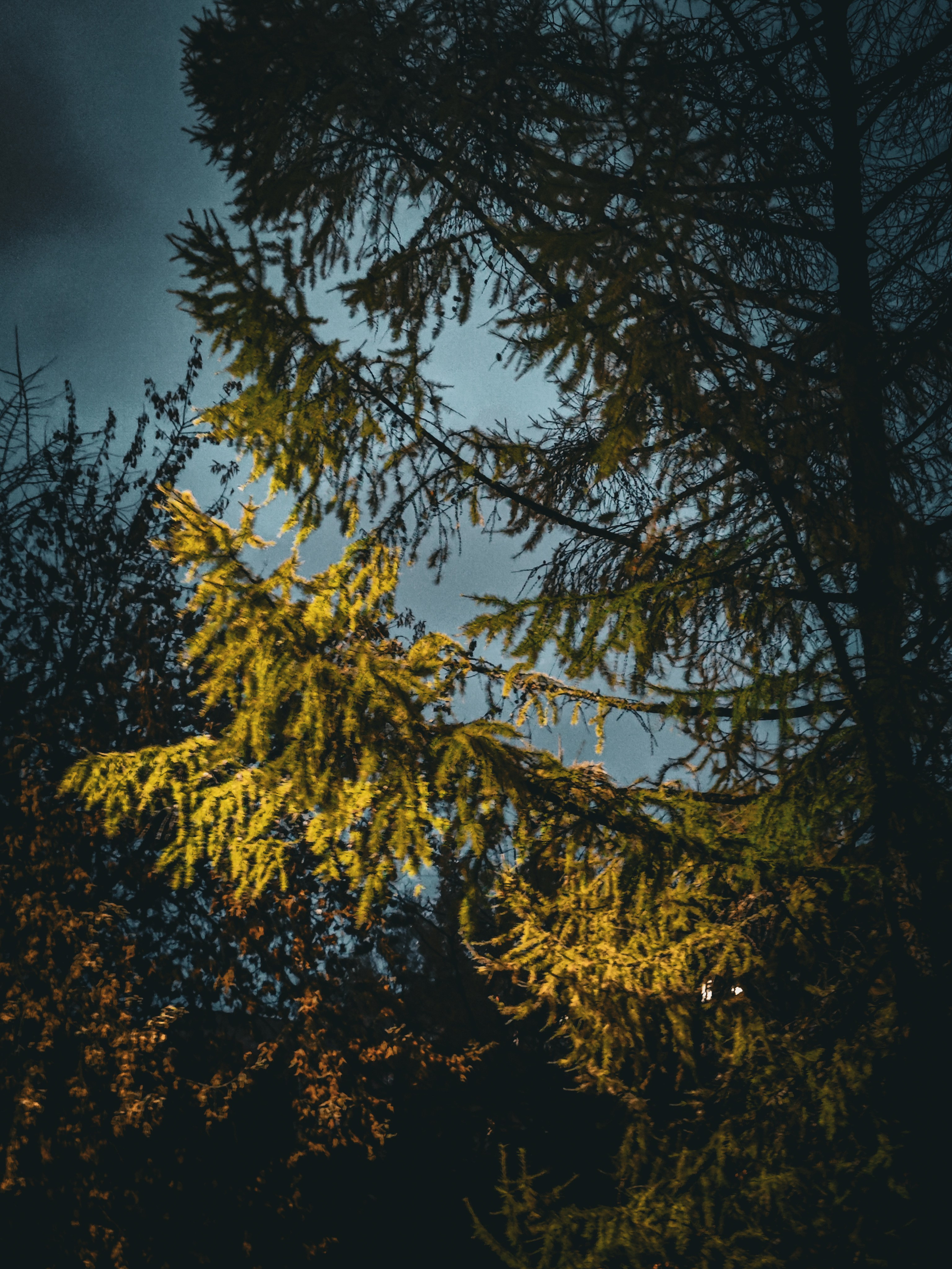 Осенние листья. Игорь Урывский. Фотограф Красноярск