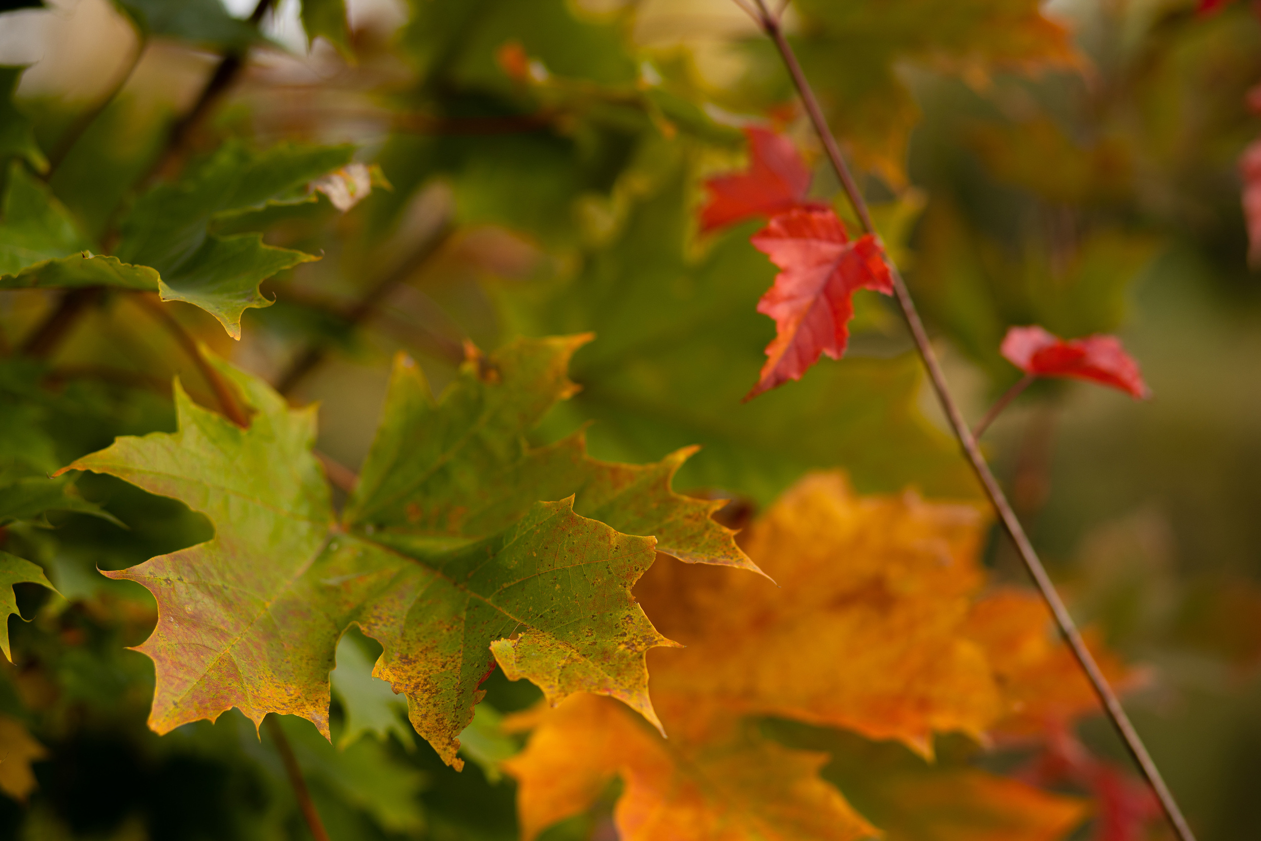 Landscape, streetscape. Арт-фотограф. Coffelisk