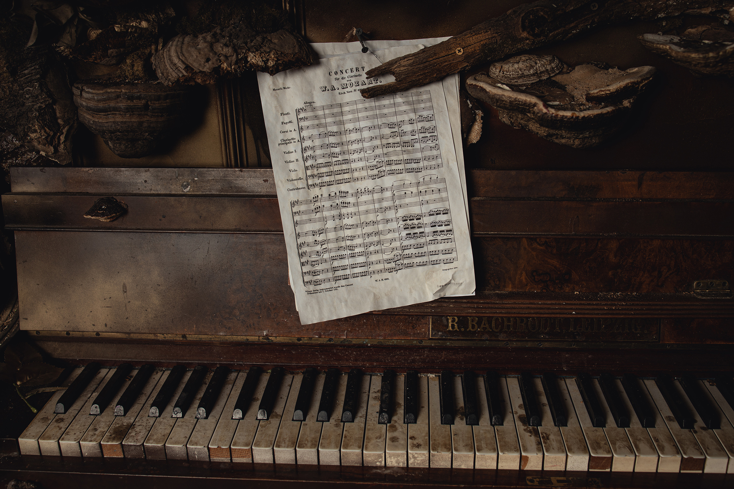 Mozart l'Opéra Rock. Арт-фотограф. Coffelisk