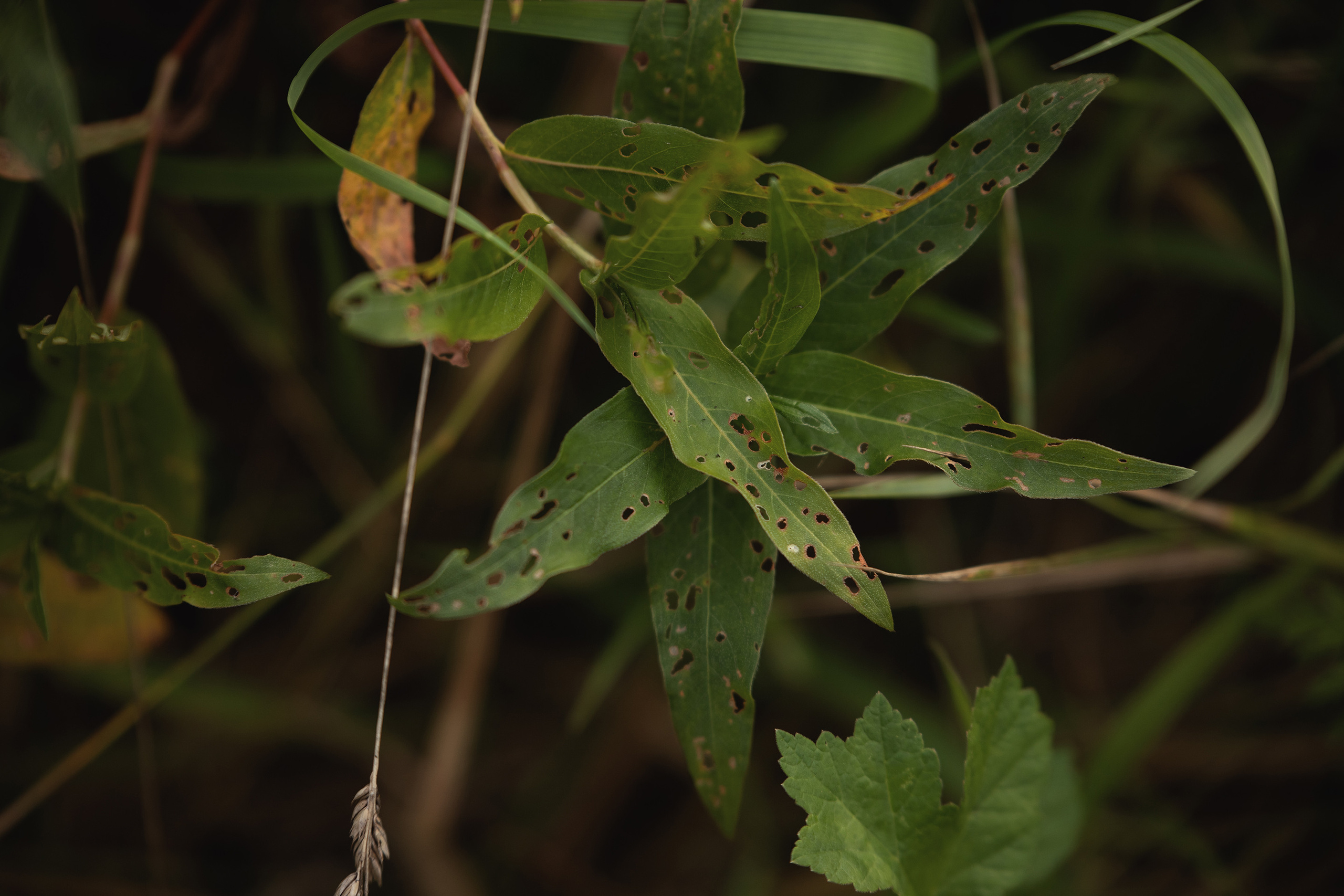 Landscape, streetscape. Арт-фотограф. Coffelisk