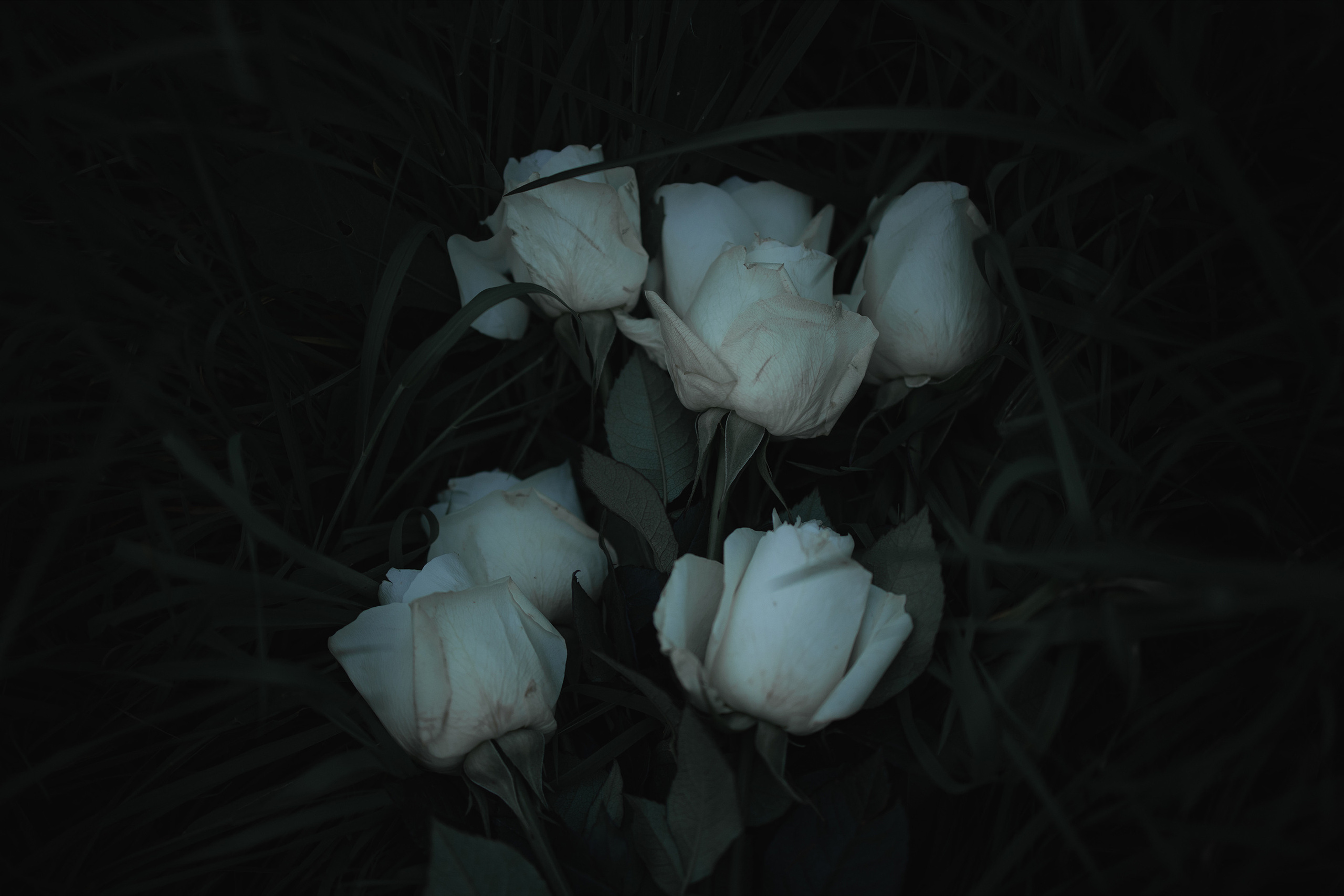 White roses cry bloody tears. Арт-фотограф. Coffelisk