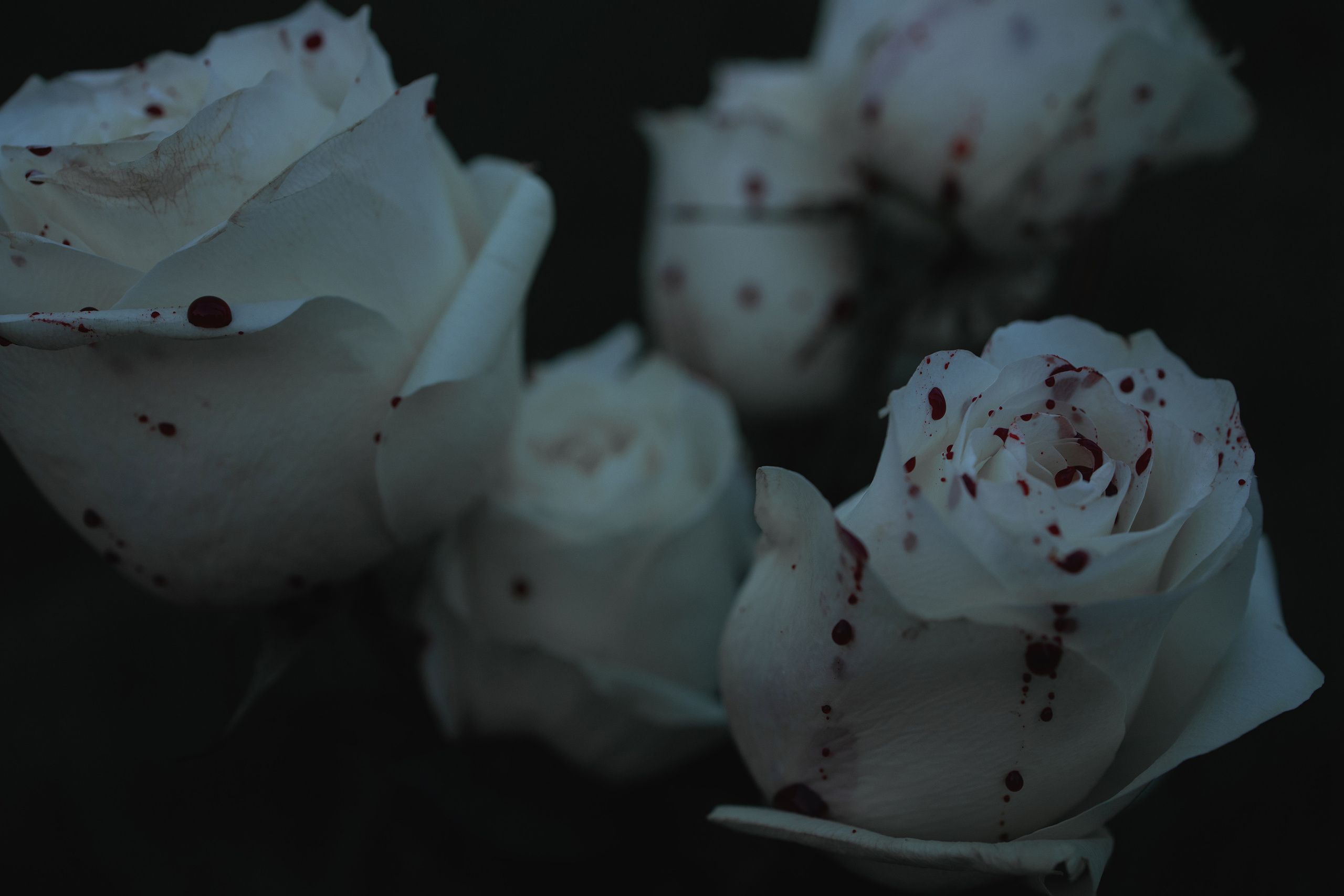 White roses cry bloody tears. Арт-фотограф. Coffelisk