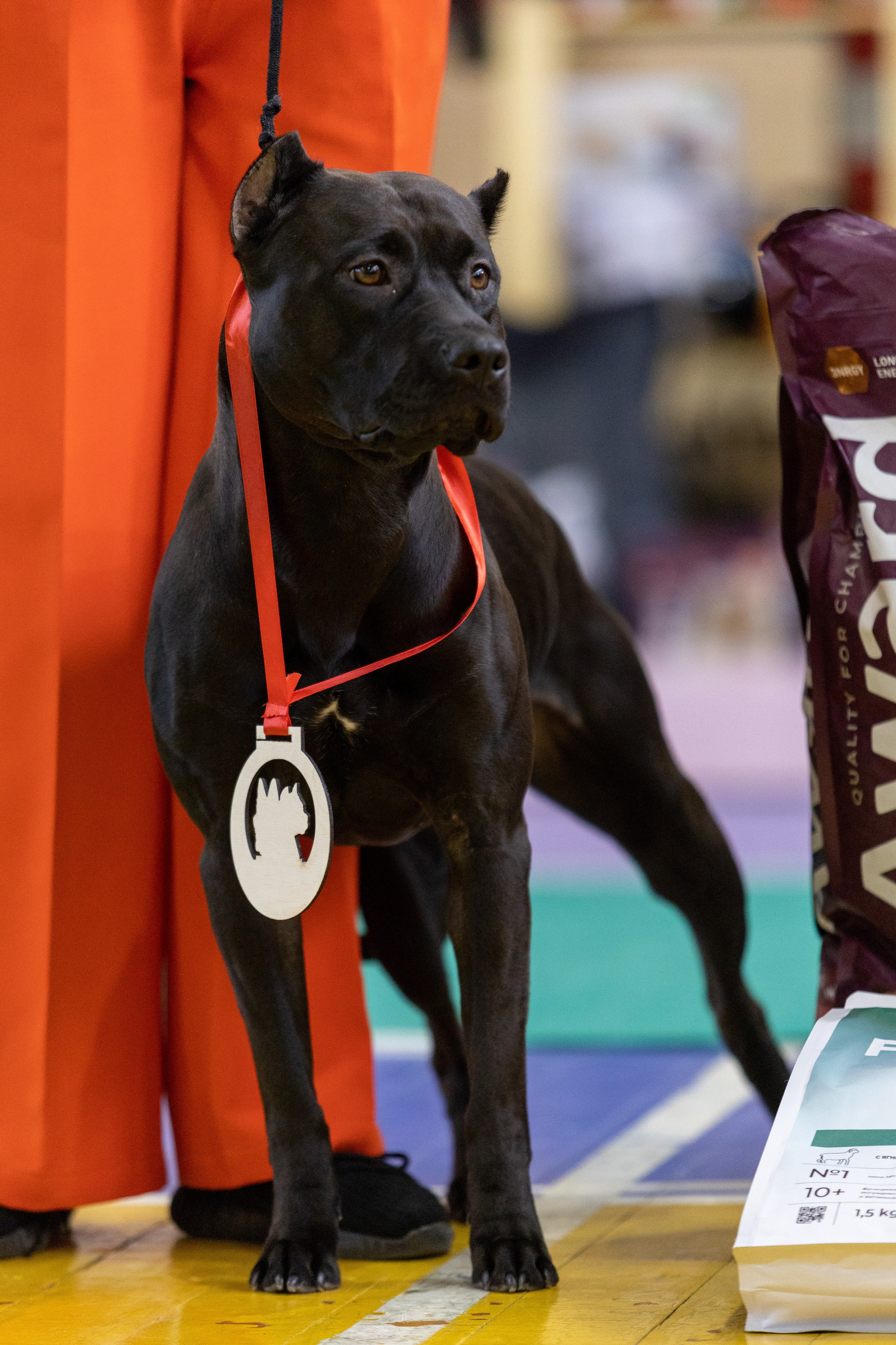 Собаки. Фотограф Яна Матвеева в Ижевске