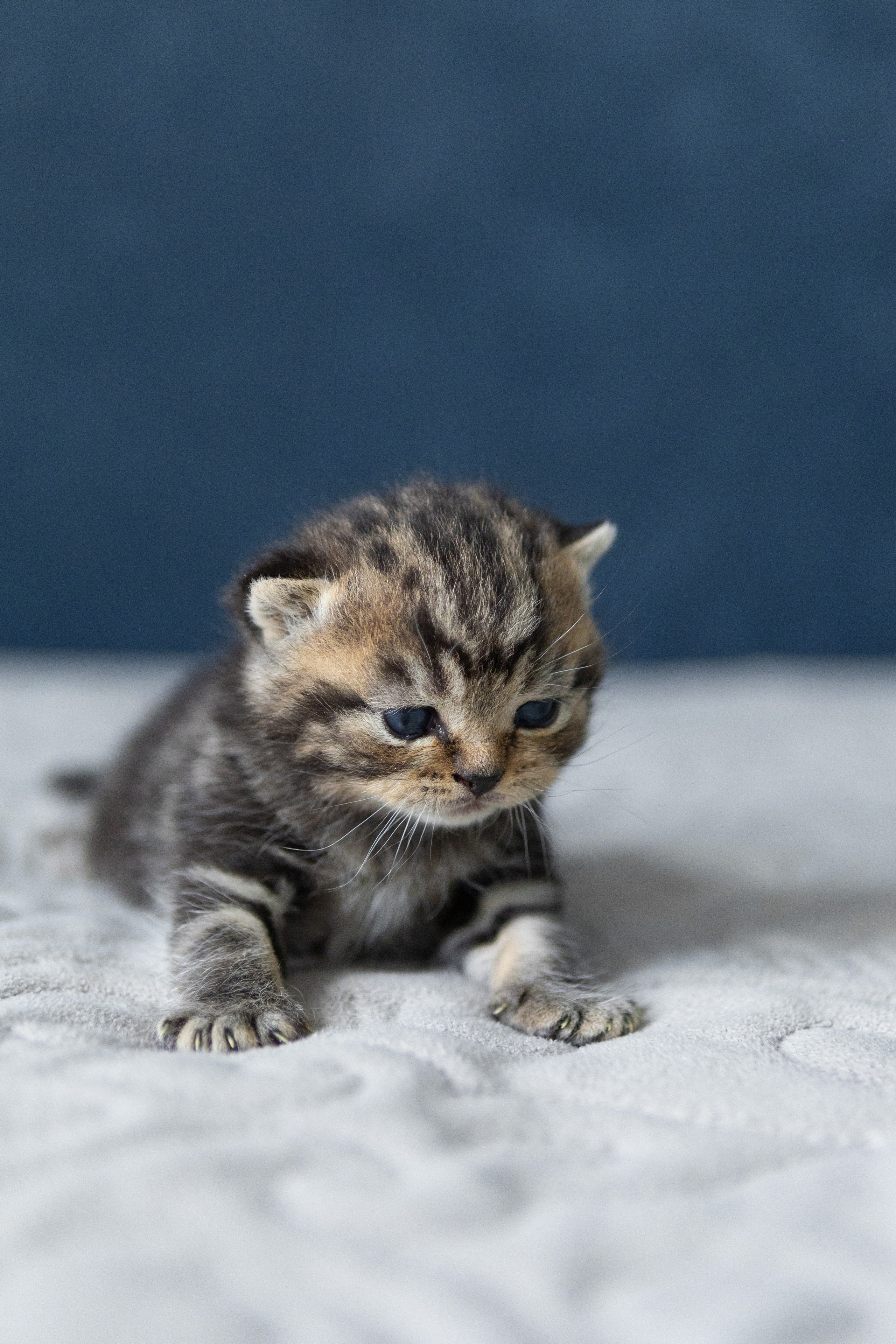 Котята. Фотограф Яна Матвеева в Ижевске