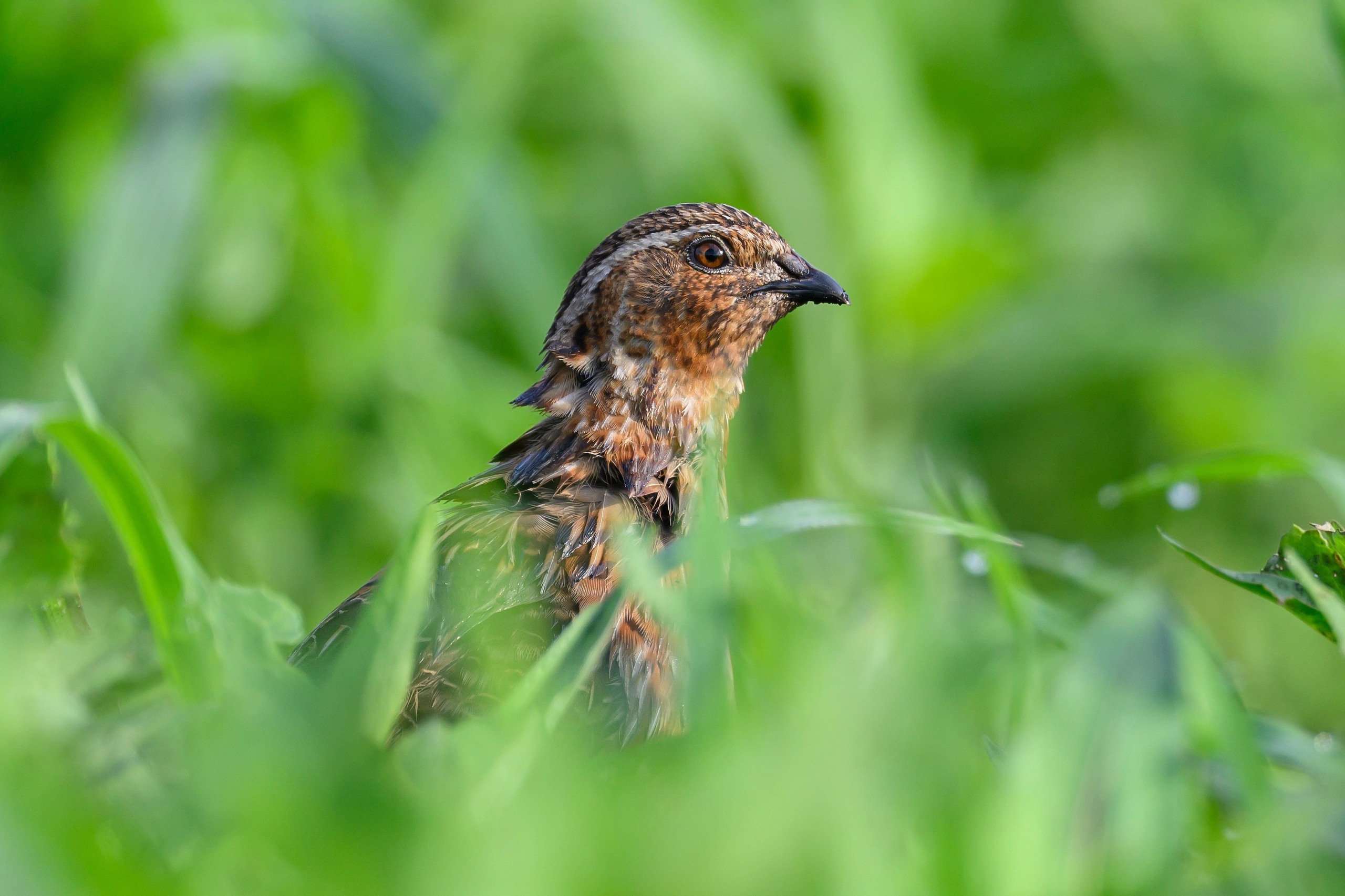 Перепел. Wildlife photography by Sergey Puponin