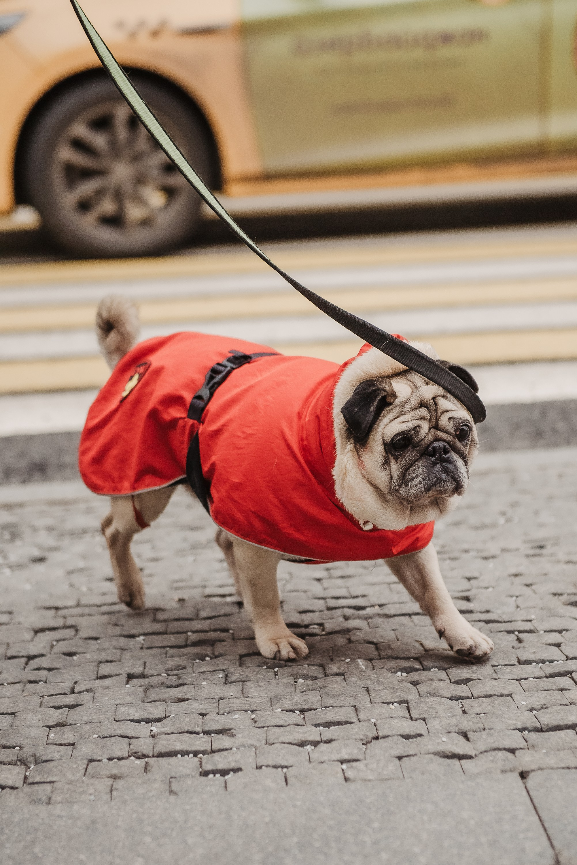 Ольга и Потапум. Прогулка к чайному дому. Семейный Фотограф в Москве Ирина Хохлова