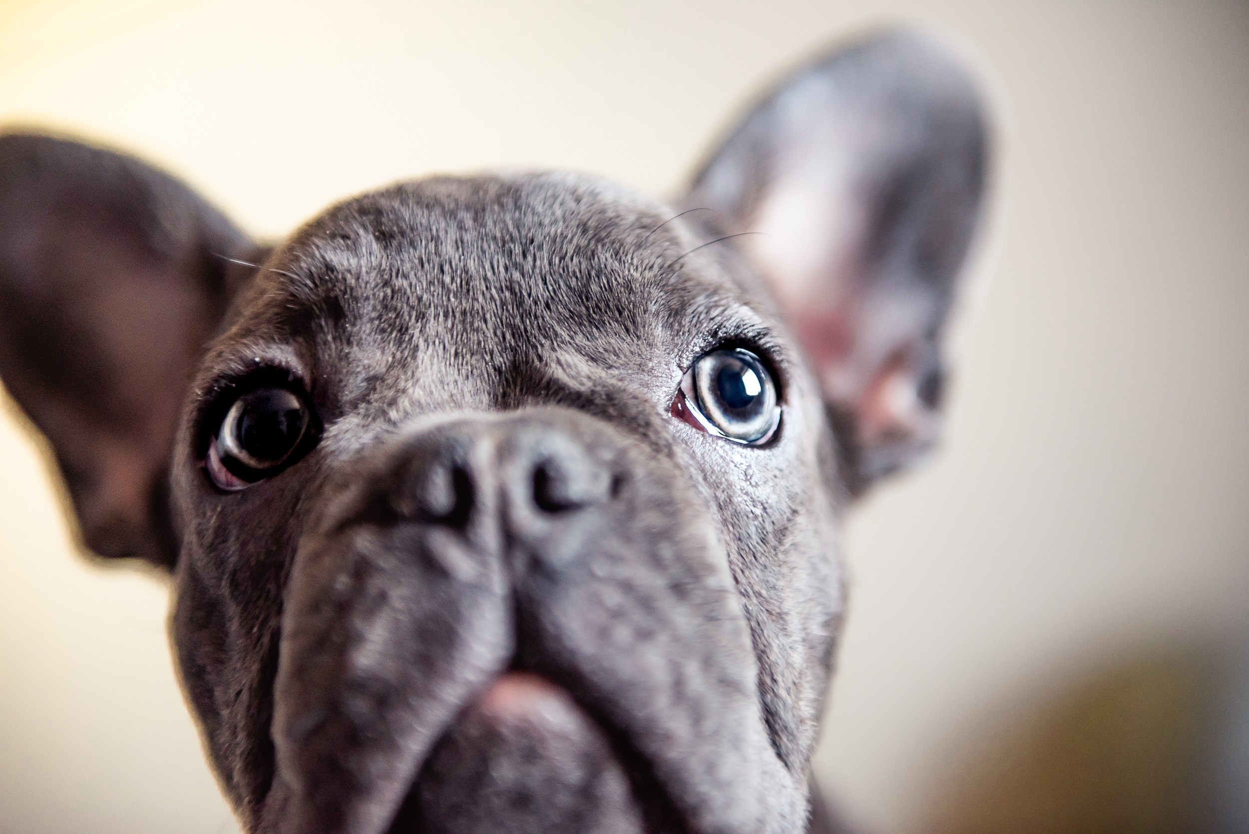 Бульдоги и компания. Семейный Фотограф в Москве Ирина Хохлова