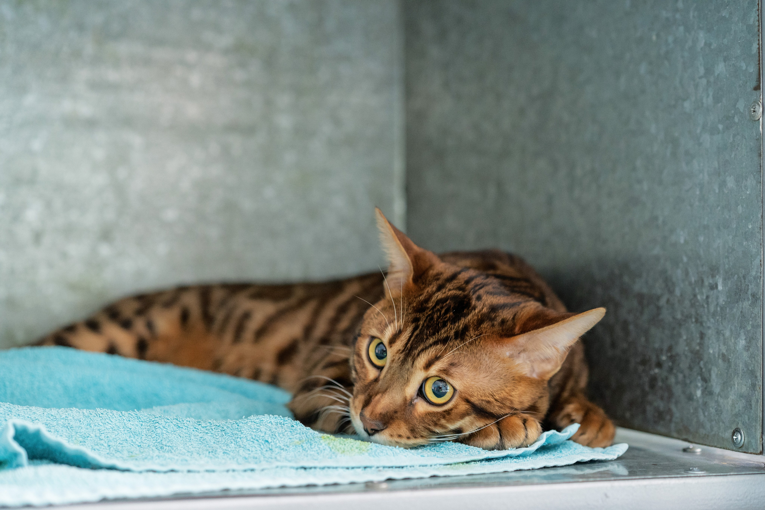 Vet clinic. Nina Petina