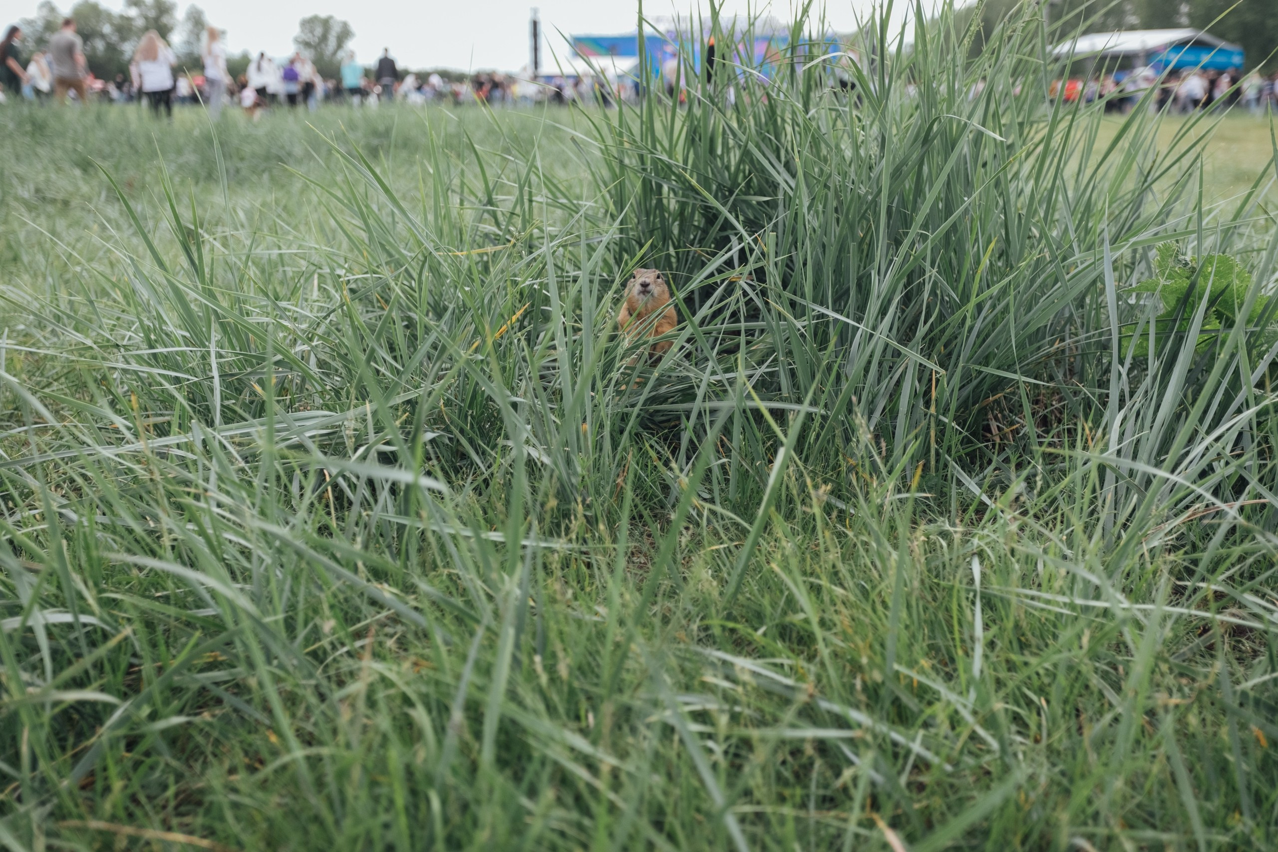 Vk Fest 2024 в Красноярске @ Остров Татышев. Репортажный фотограф Максим Полянский. Москва, Санкт-Петербург, Красноярск