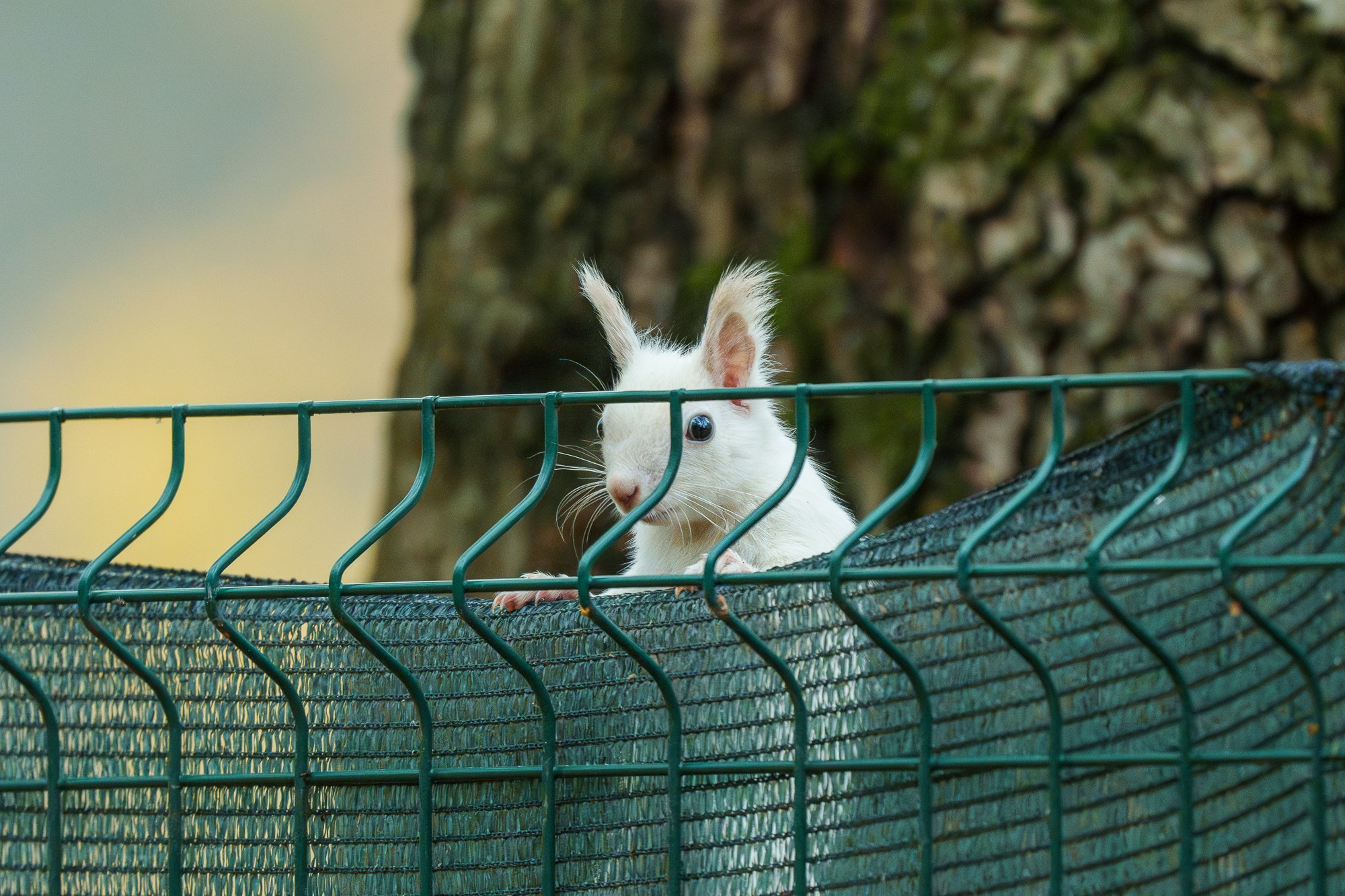 Животные. Ваш личный фотограф Марина Волкова