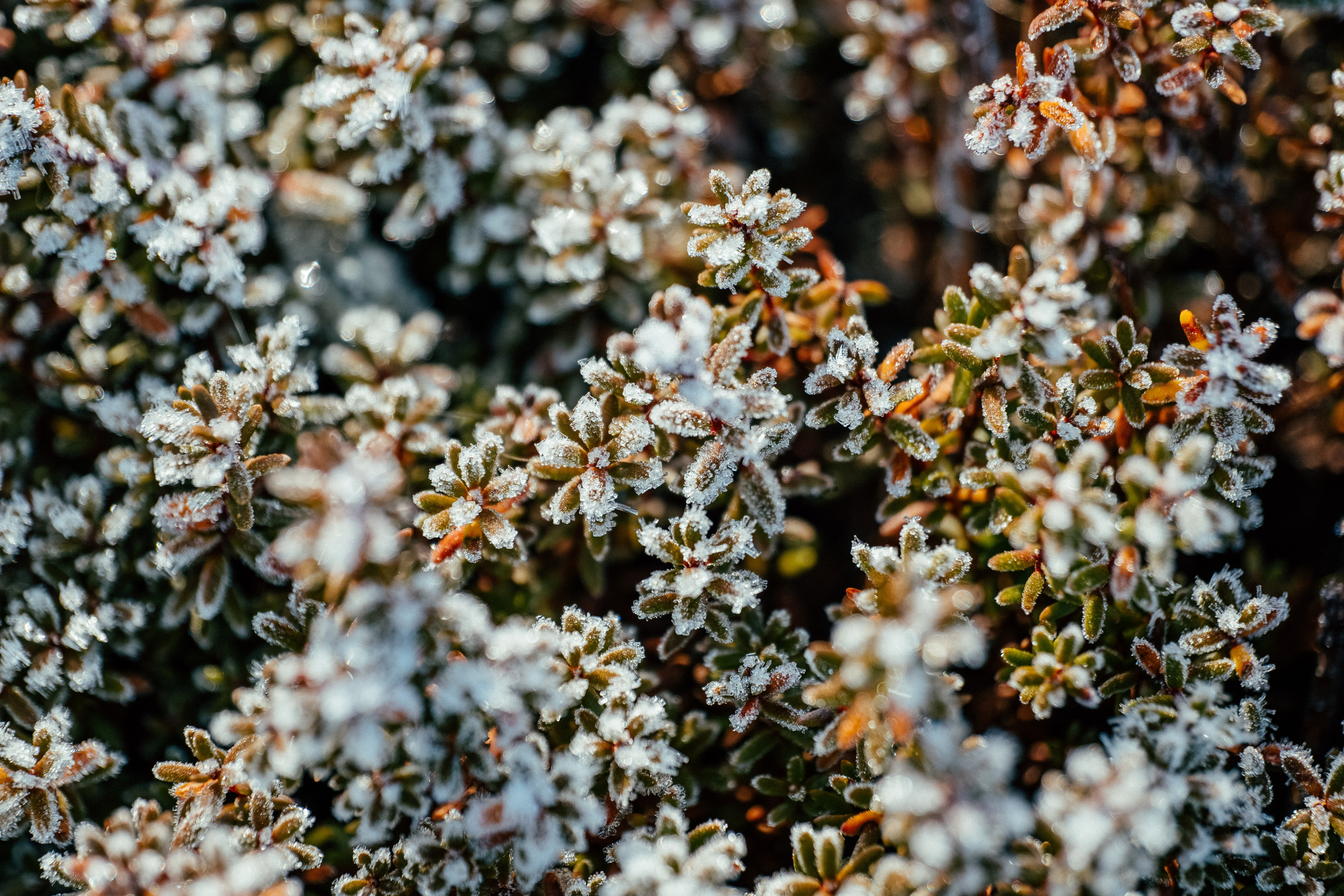 КАРЕЛИЯ / ОСЕНЬ. Создание контента | Фото | Видеосъемка | Александр Ярков