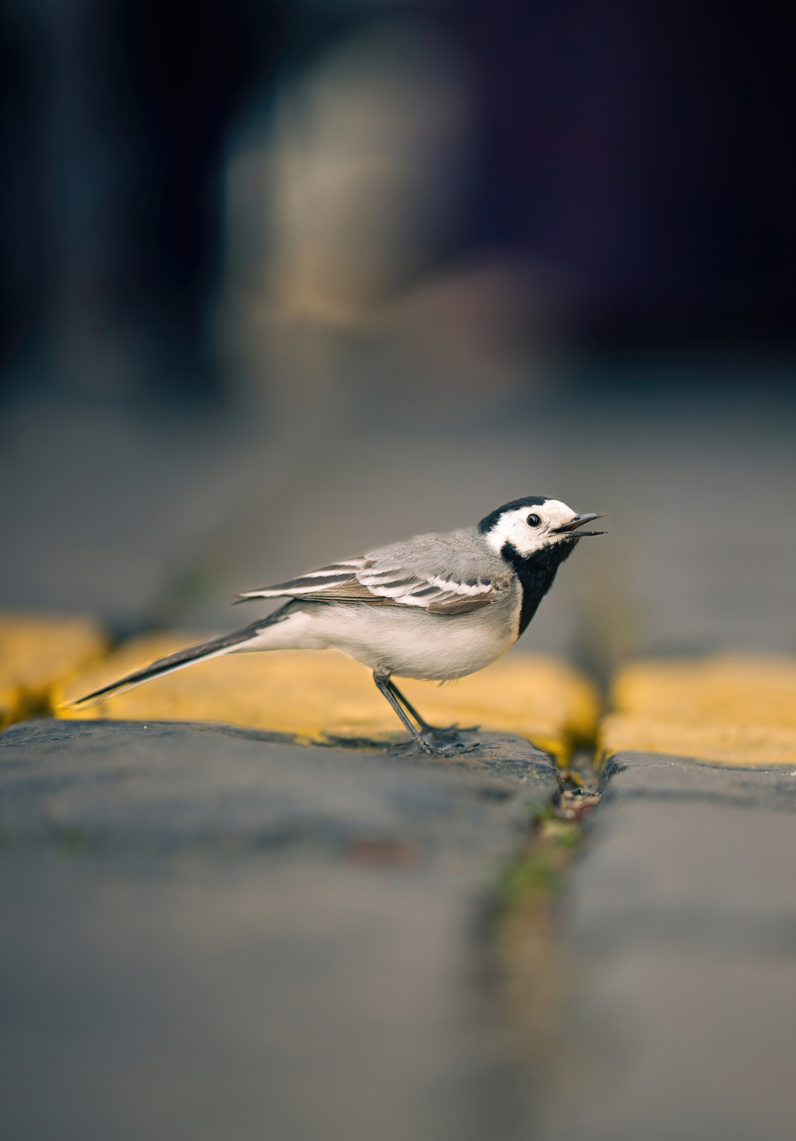 Птицы и животные. Oles Paritskiy