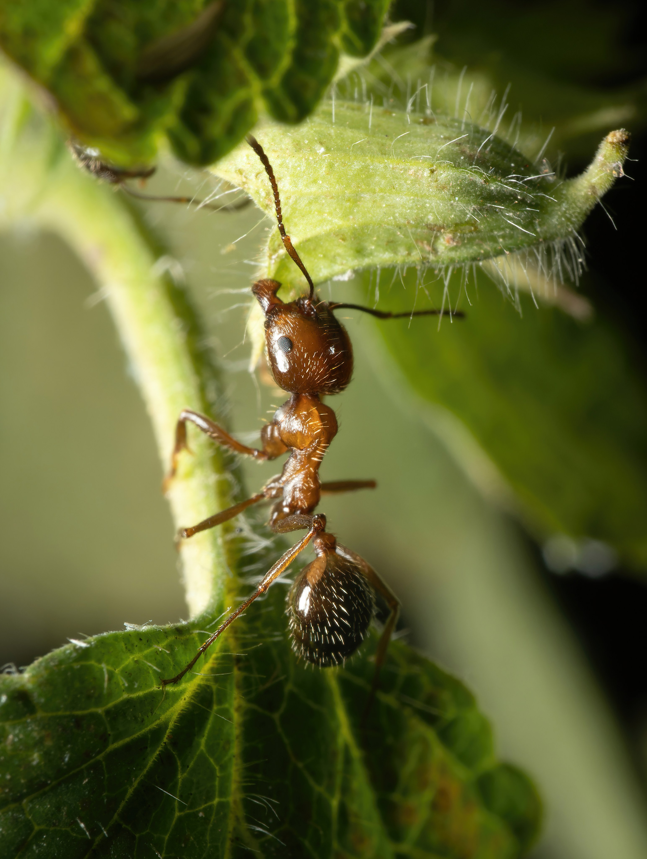 Муравьи. Oles Paritskiy