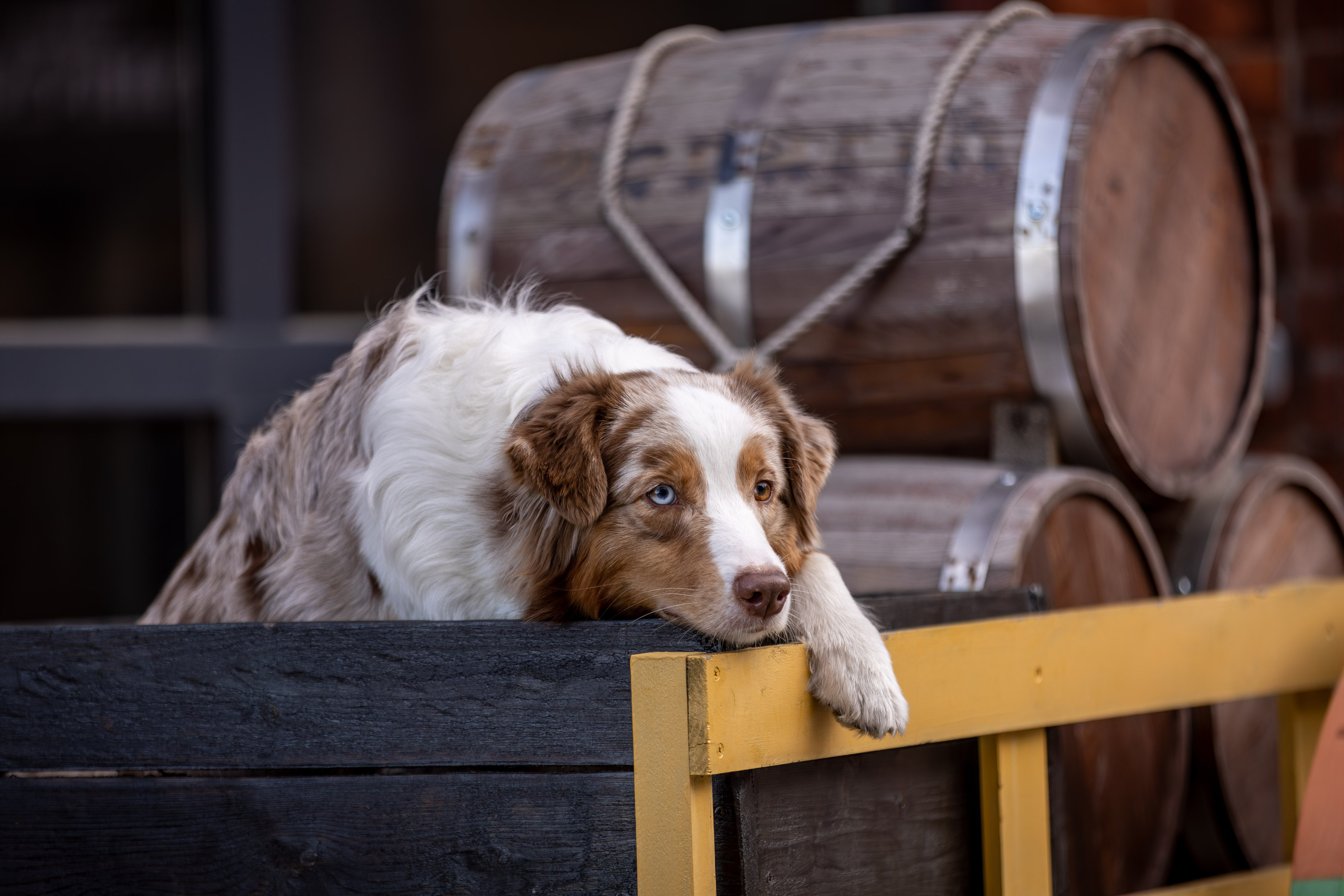 Полли, Австралийская Овчарка. Ирина Голомб|Фотограф-анималист в  Сочи и Калининграде