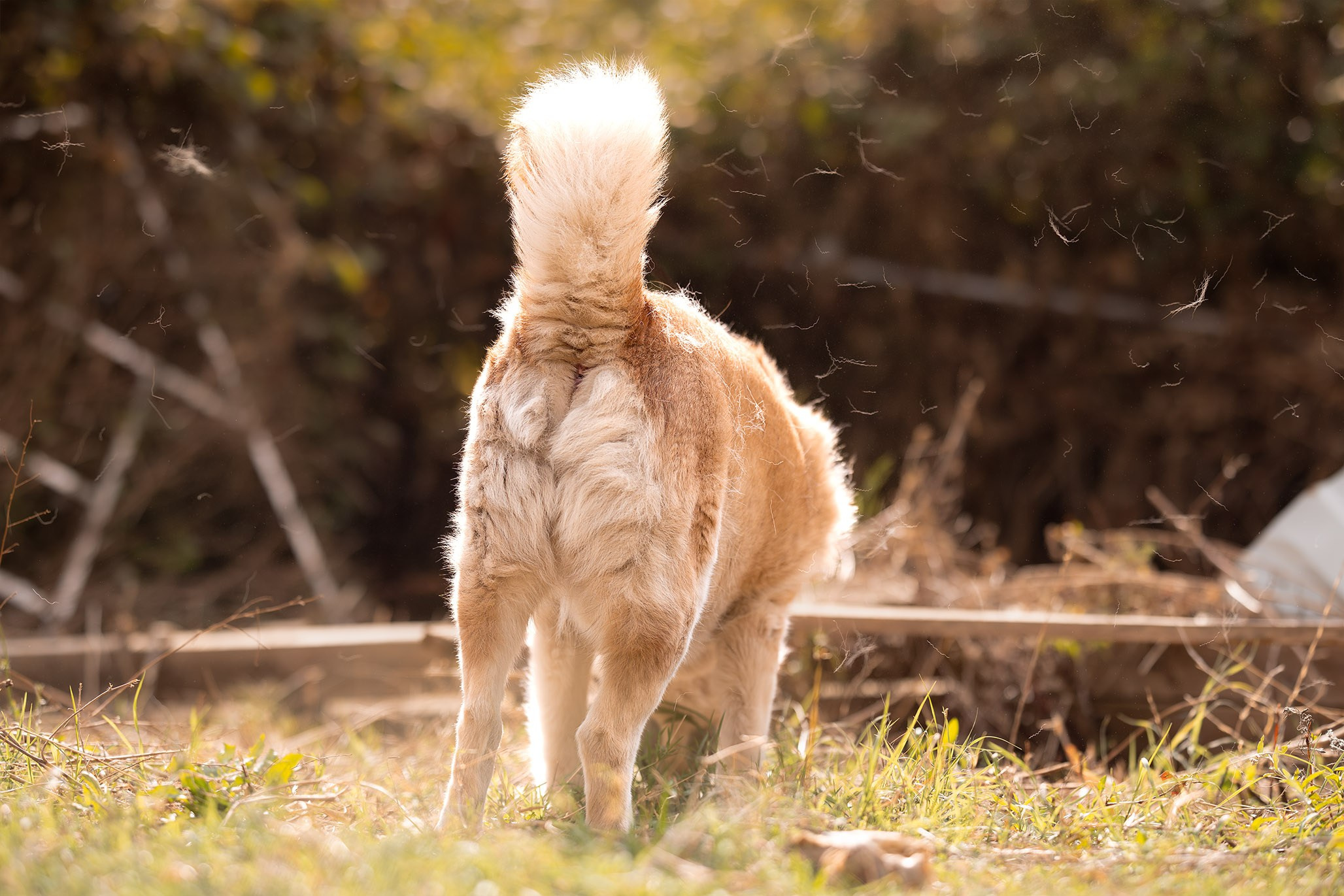 Приют Бим. Ирина Голомб|Фотограф-анималист в  Сочи и Калининграде