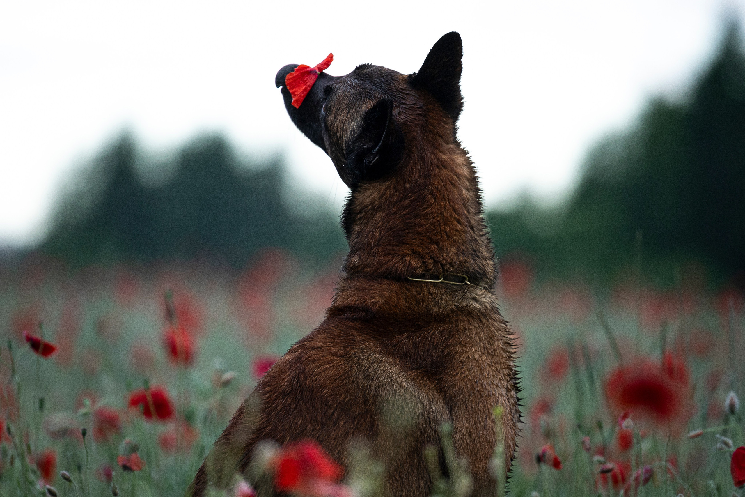 Маковое поле. Фотограф-анималист Анна Маринич