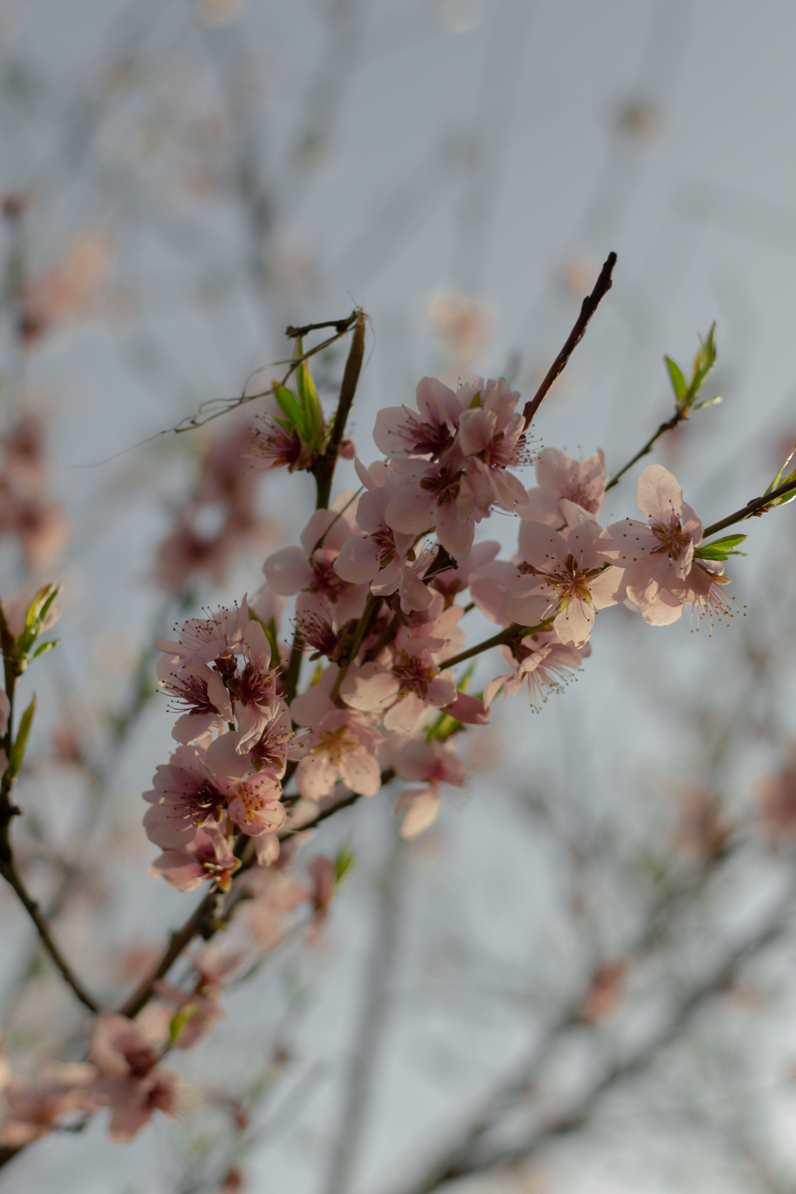 Лиза и Дима. Портретный и свадебный фотограф в Краснодаре