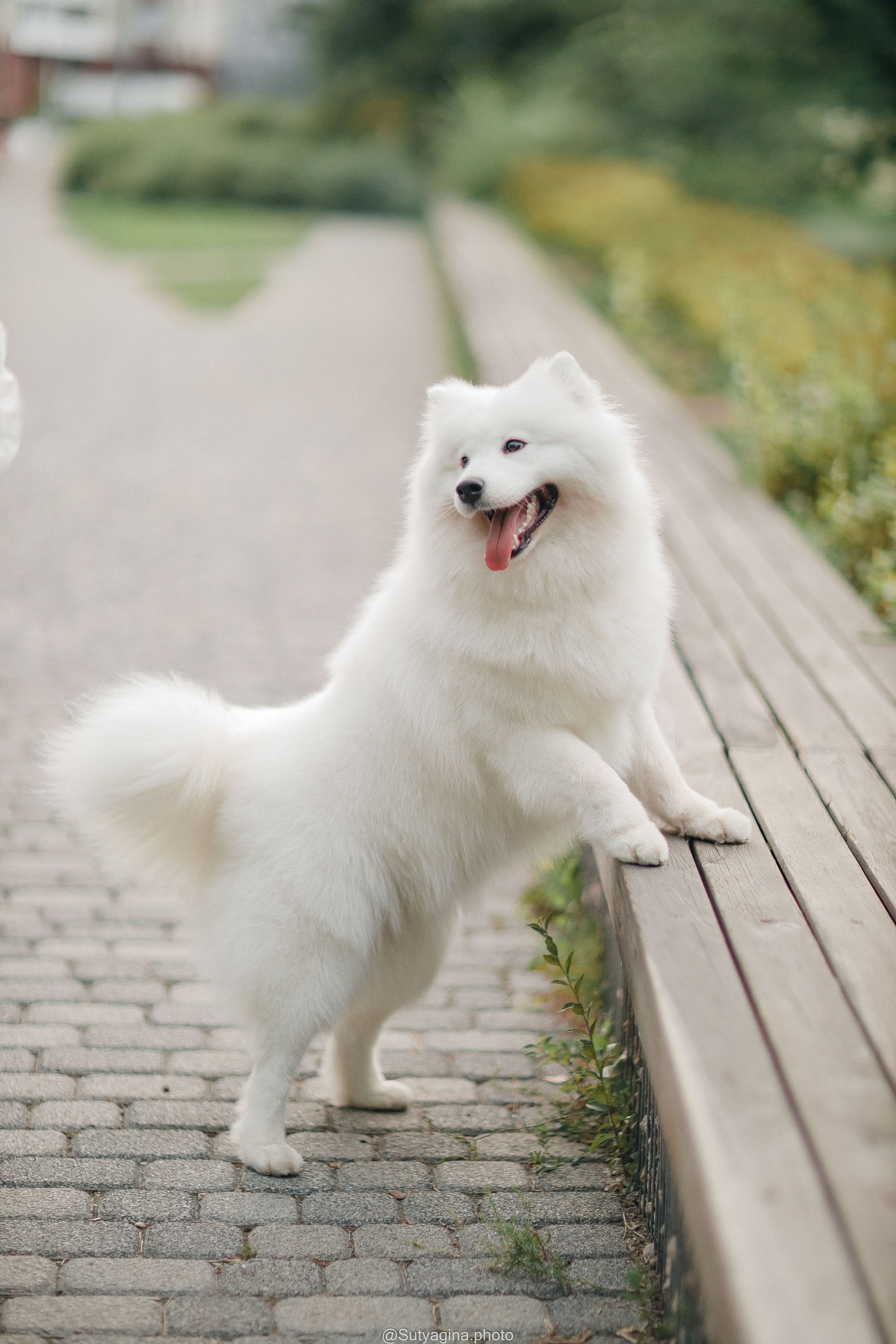 Самоед Рея. Свадебный и женский фотограф