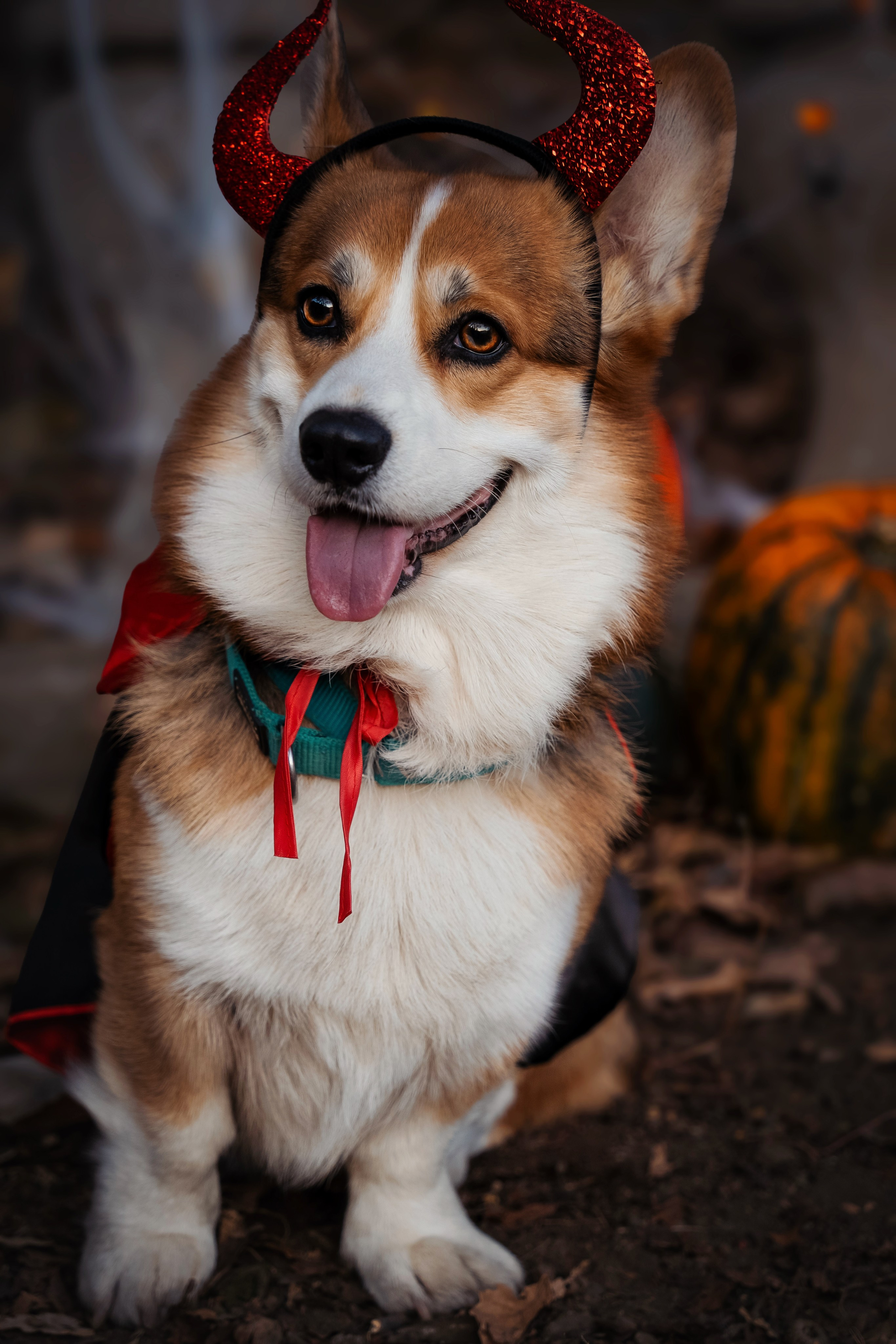 Хэллоуин. Семейный фотограф анималист г. Находка