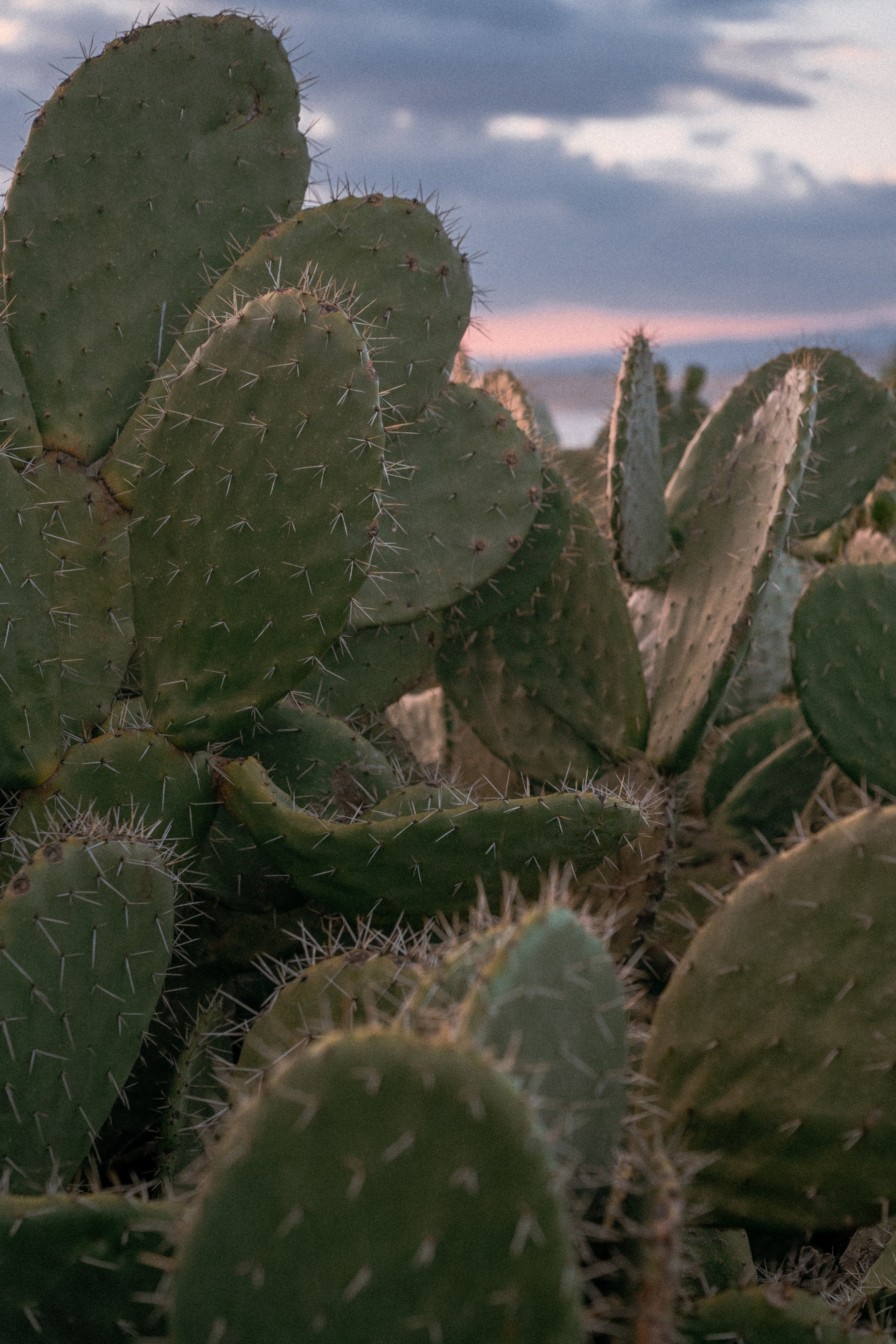 Плато жизни: Эфиопское нагорье. Юля Дэй • Фотограф, Санкт-Петербург