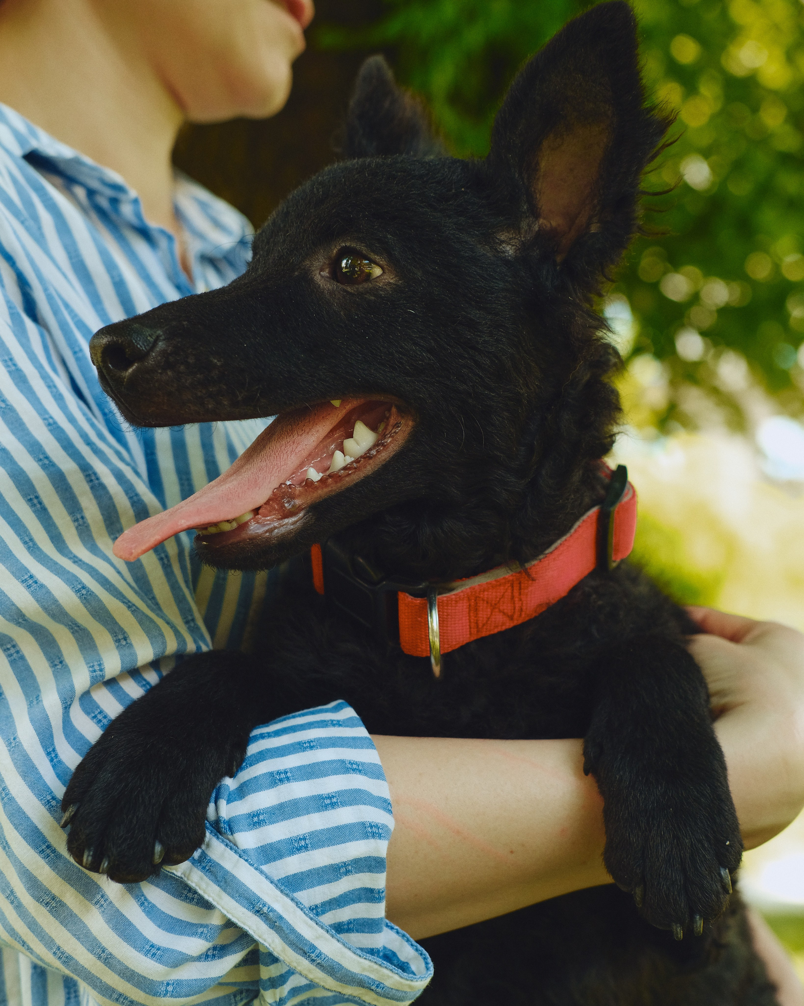 Animals. Sasha Shu — retoucher and photographer