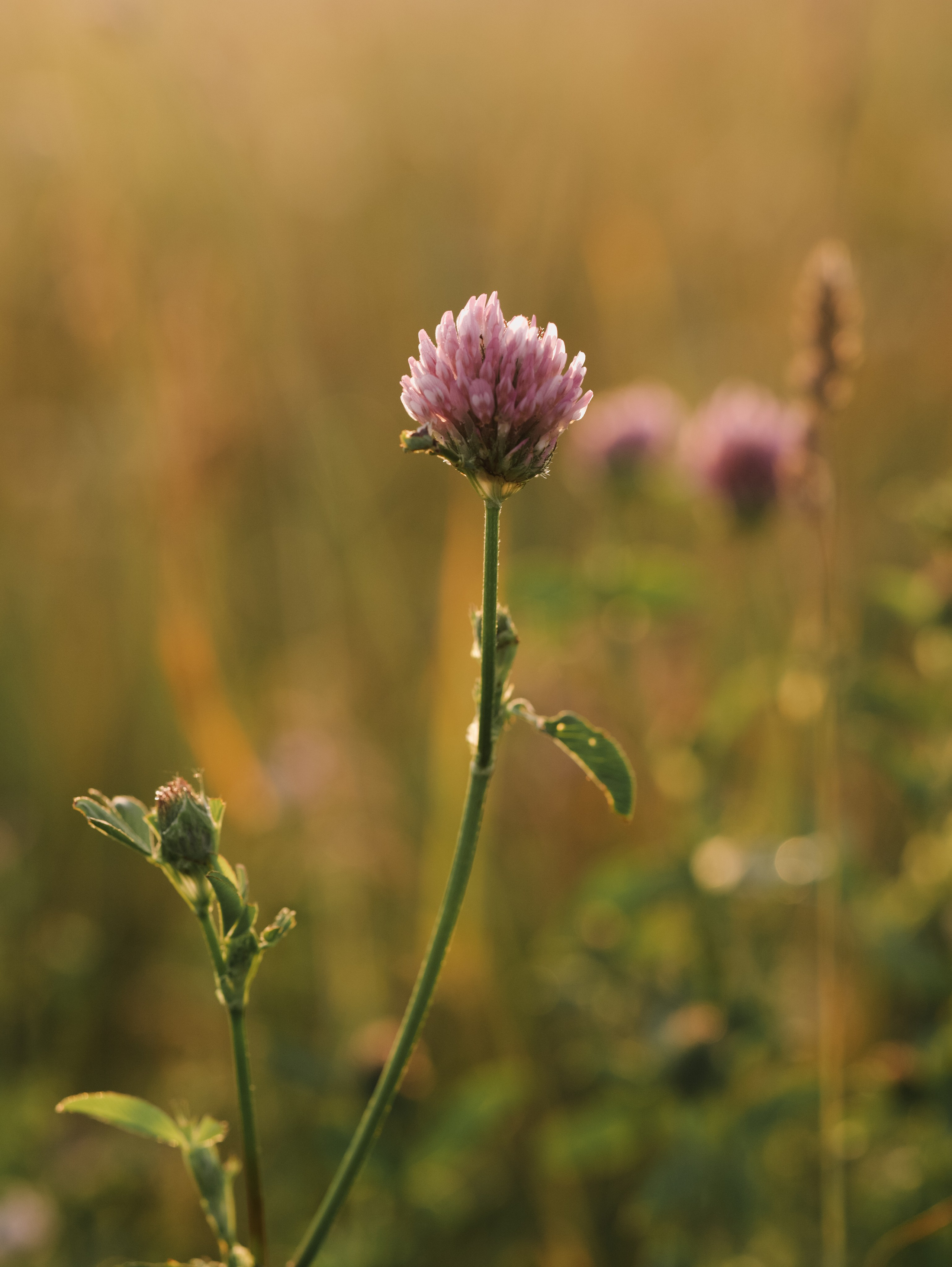 Матушка Софья. Алёна Стерхова — Предметный и портретный фотограф. Ижевск