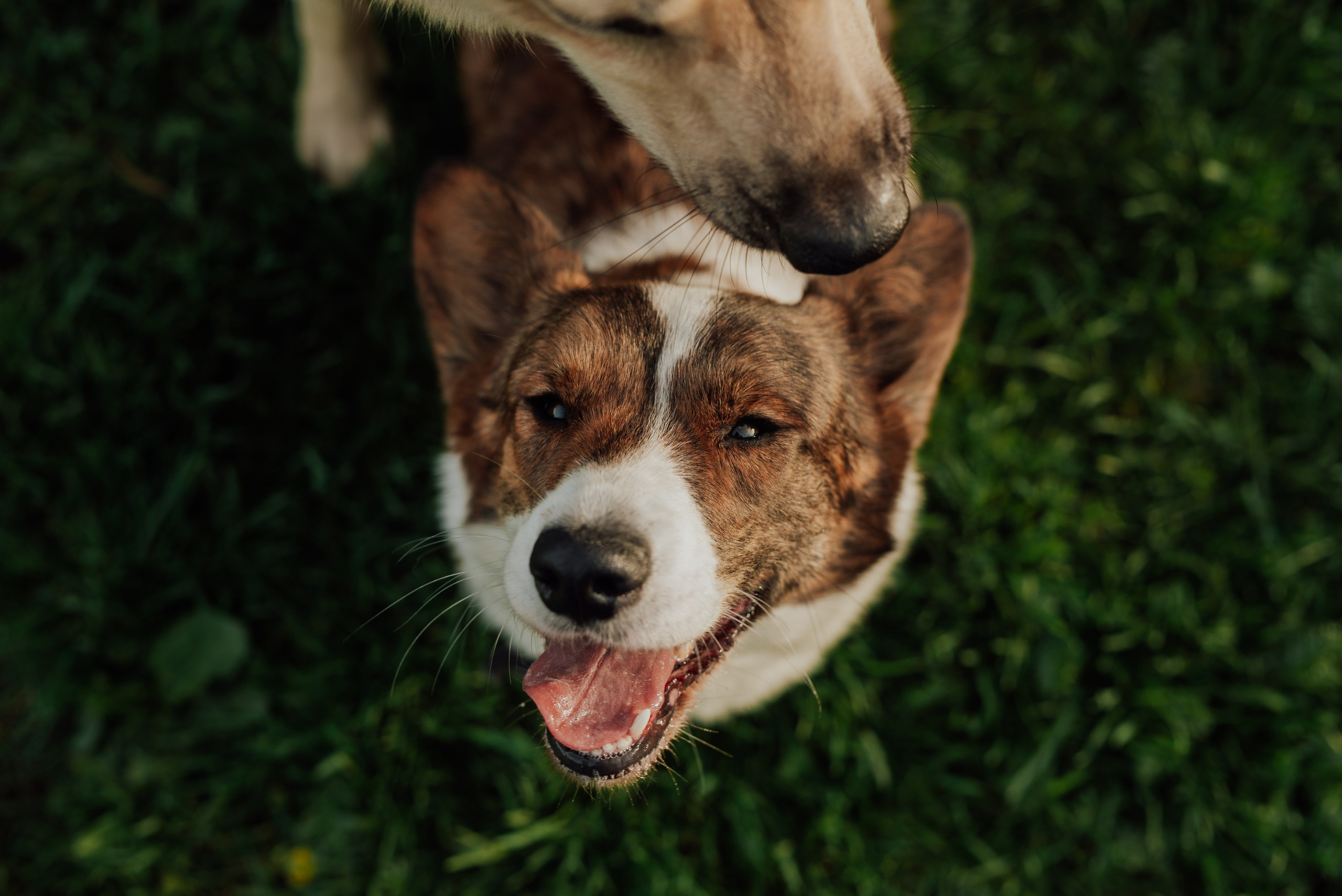 Животные. Фотограф в Санкт-Петербурге и Ленинградской области