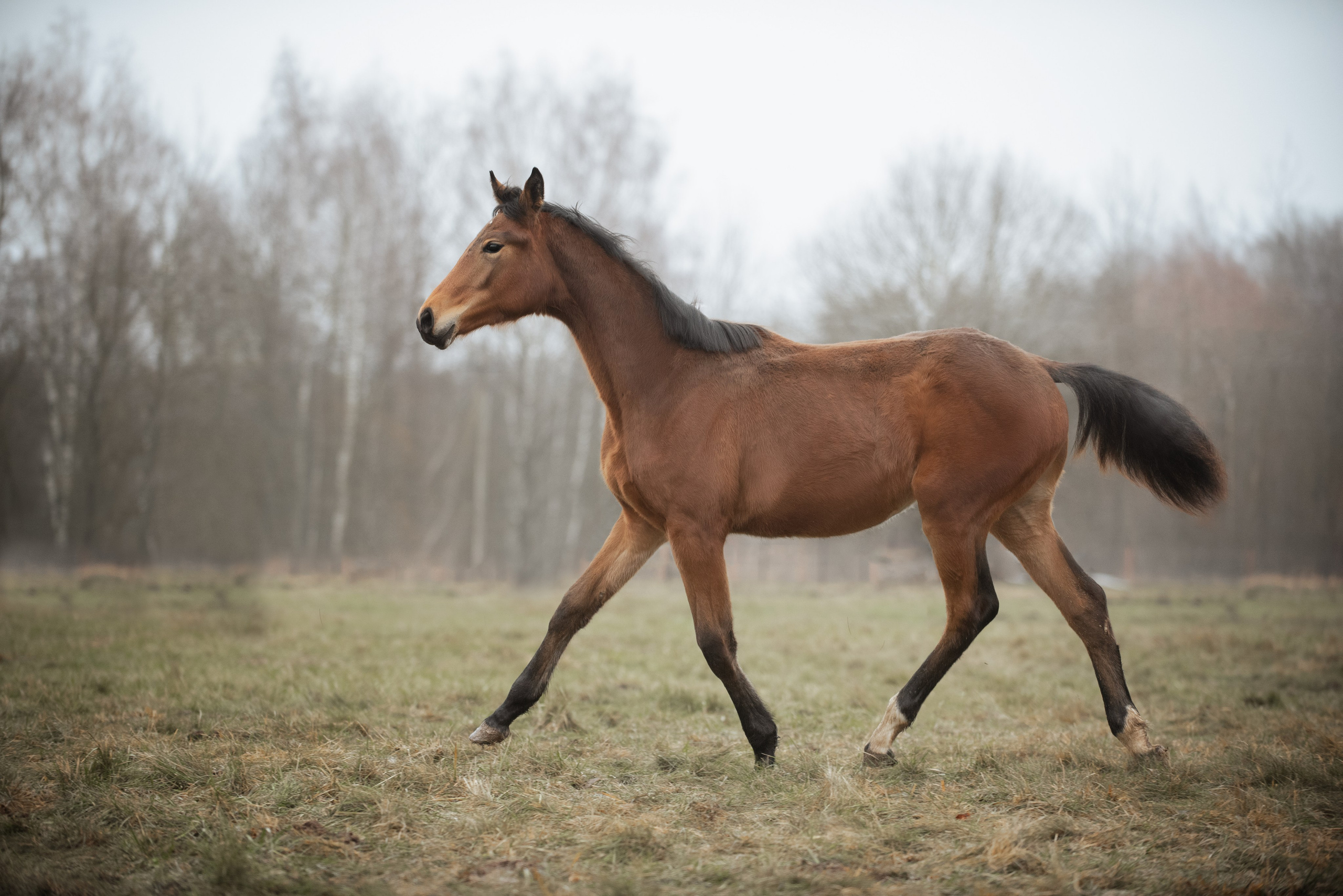 Мелкаши ЮНА. Куракина Дарья • Конный фотограф