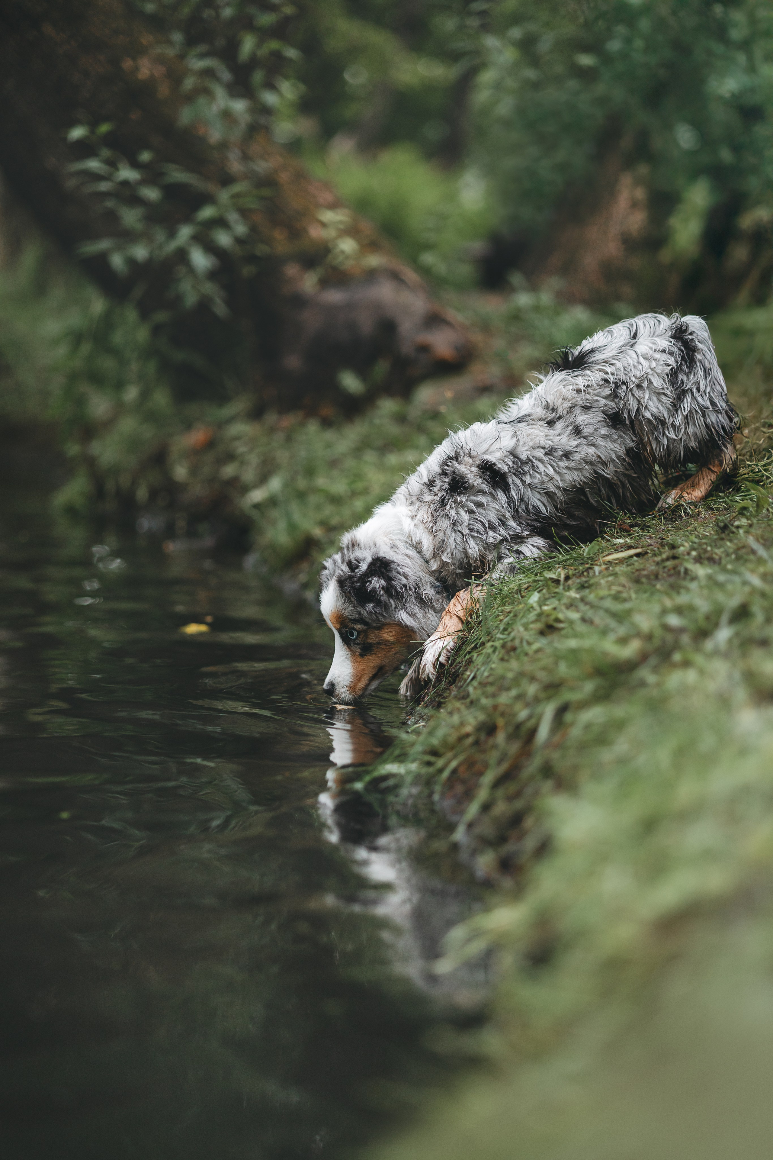 Щенок Австралийской овчарки. Фотограф Анималист в Москве Анастасия Жучкова