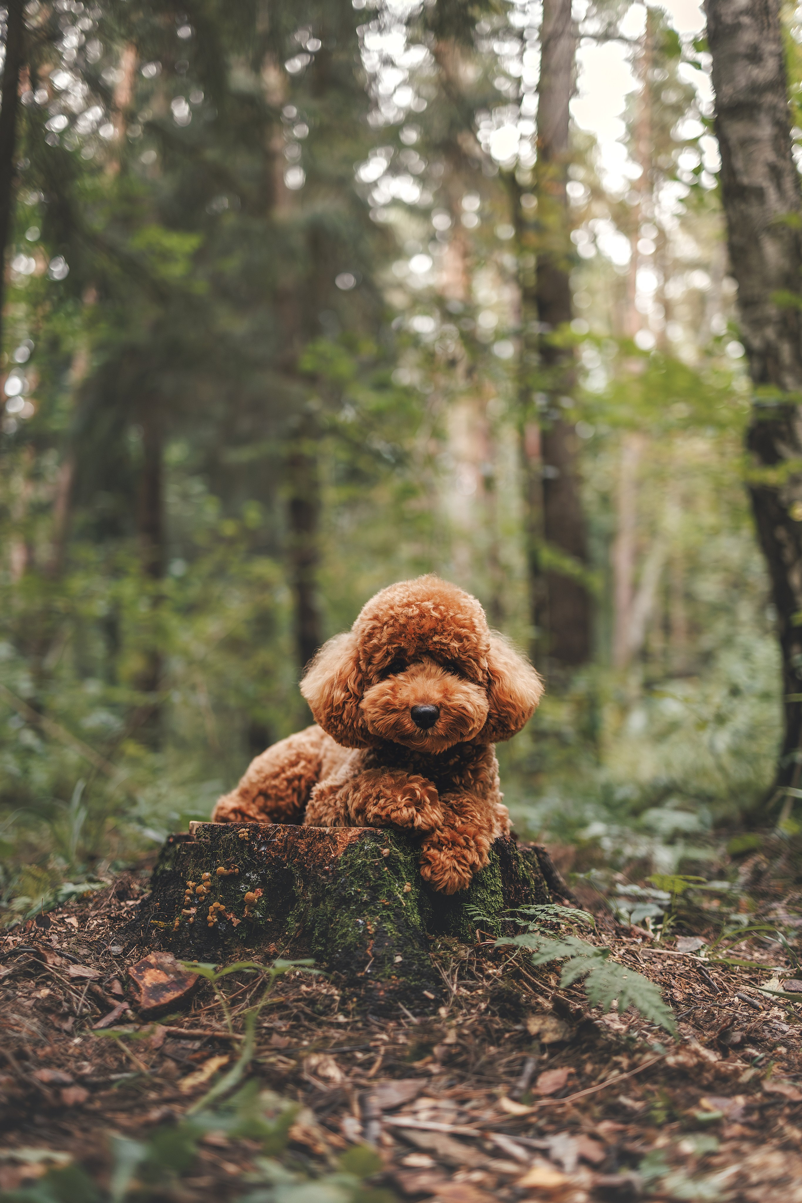 Лесная прошулка. Фотограф Анималист в Москве Анастасия Жучкова