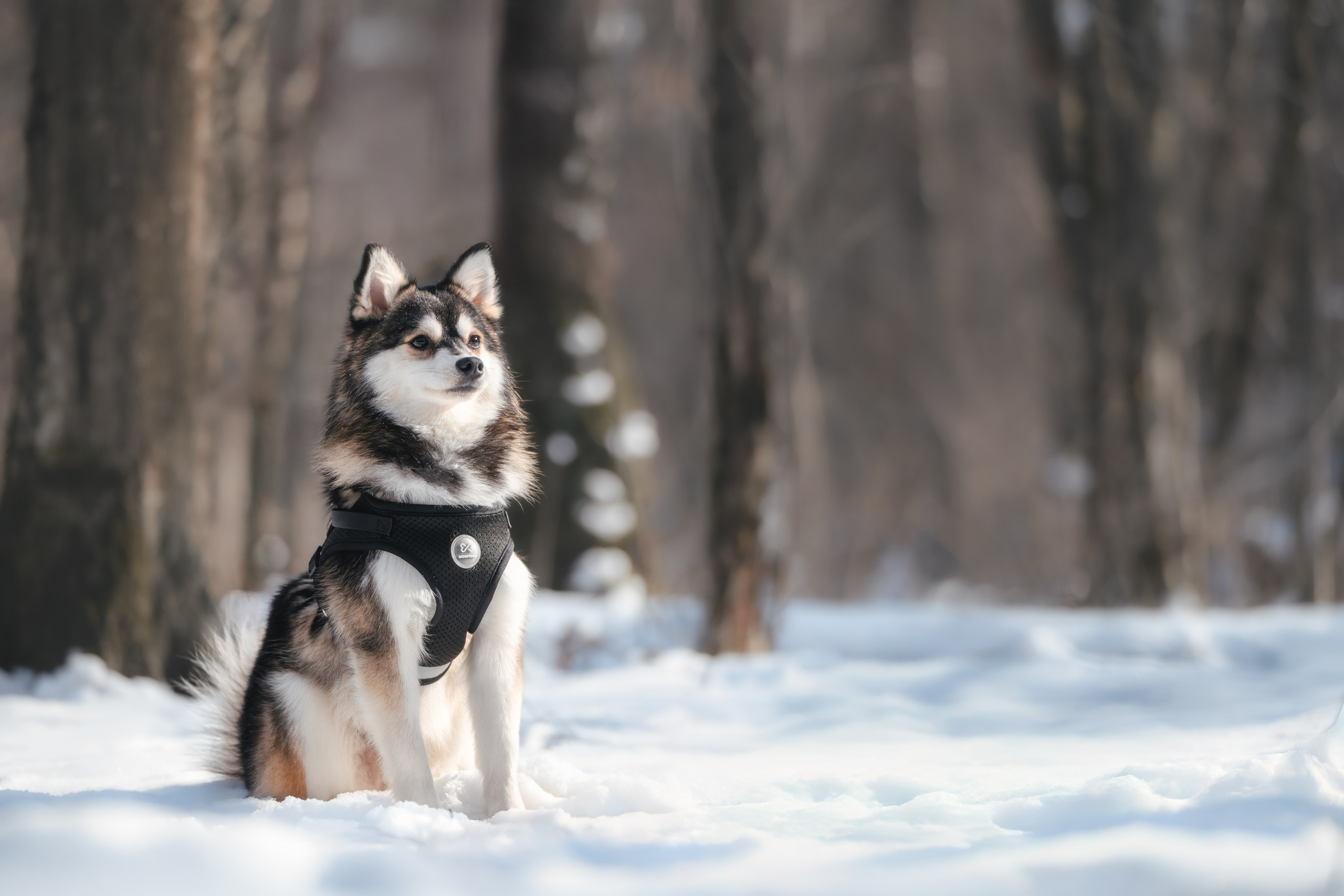 4 щенка помски. Прогулка в лесу. Фотограф Анималист в Москве Анастасия Жучкова