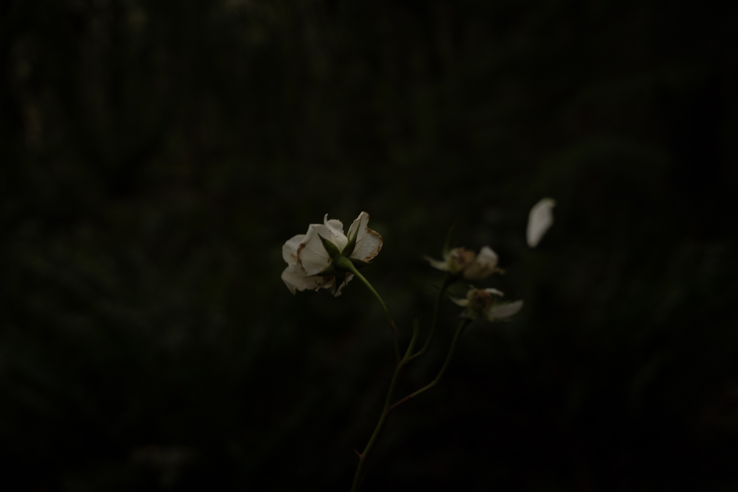 A midsummer night’s dream [magic flower]. Wedding & engagement photographer in Seattle, WA. Tania Maureira