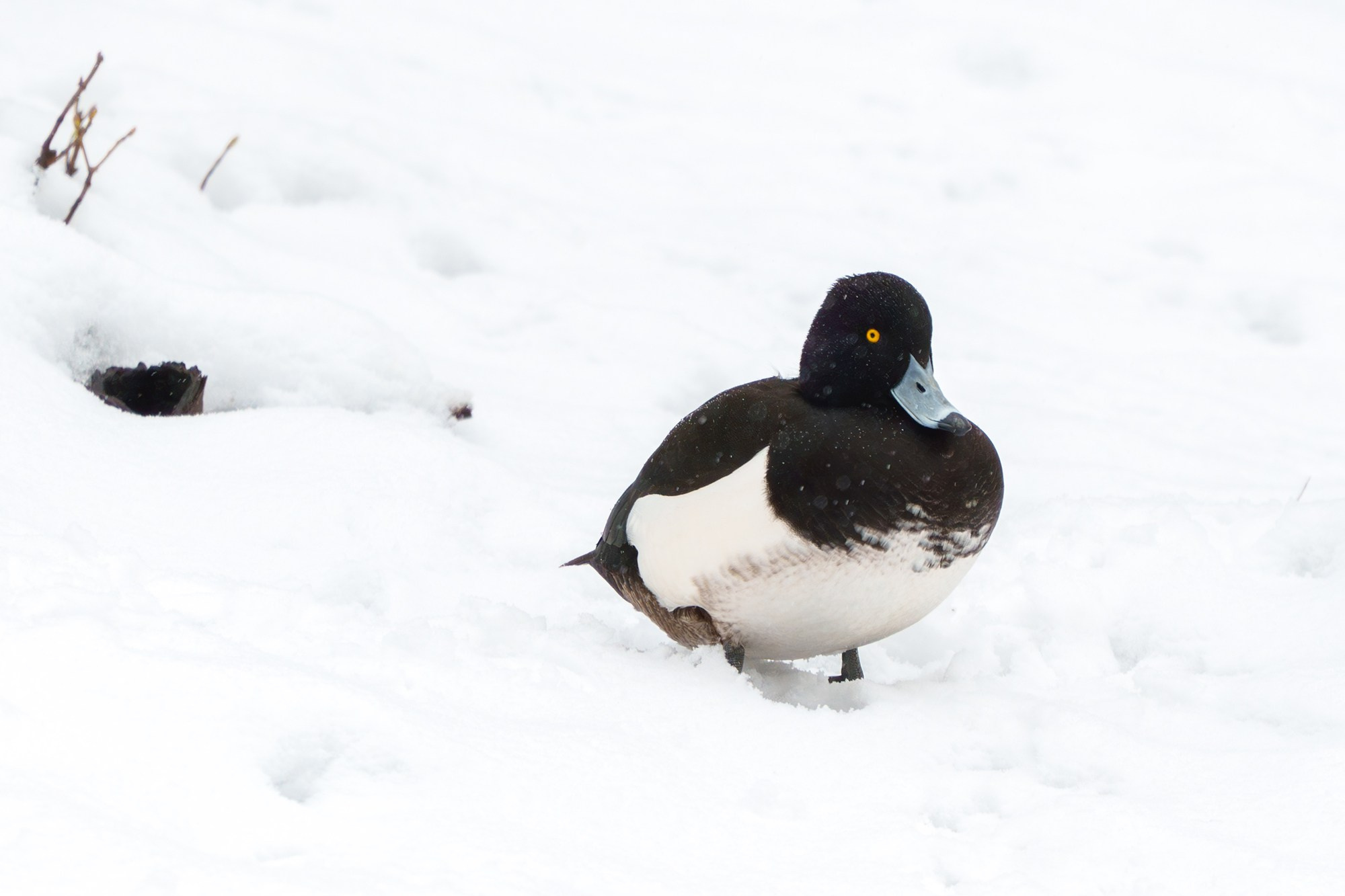 Удивительные мир птиц. Вокруг нас столько прекрасного — присмотритесь!. Ваш личный фотограф Марина Волкова