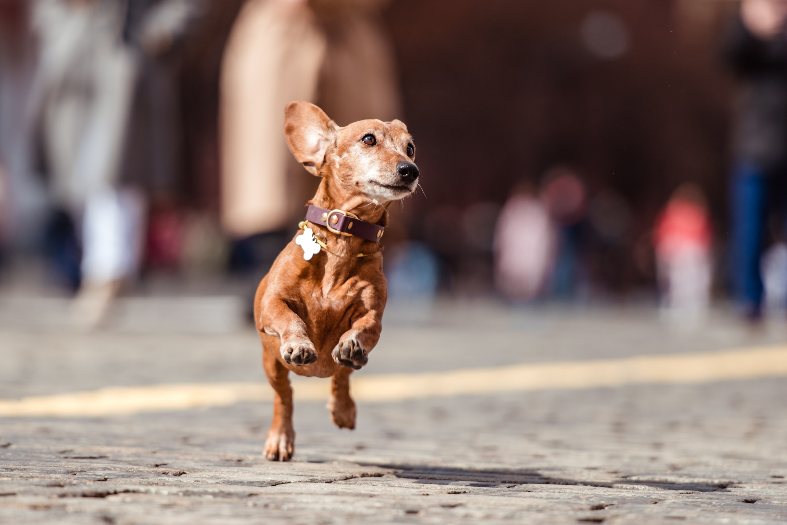 Таксы на Красной площади. Семейный Фотограф в Москве Ирина Хохлова