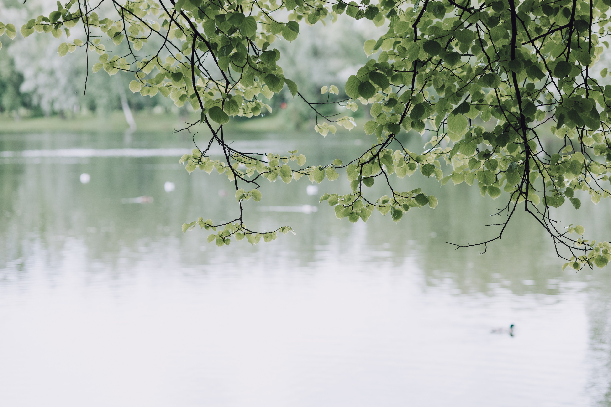 Даша и Максим. Репортажный фотограф Анастасия Головко
