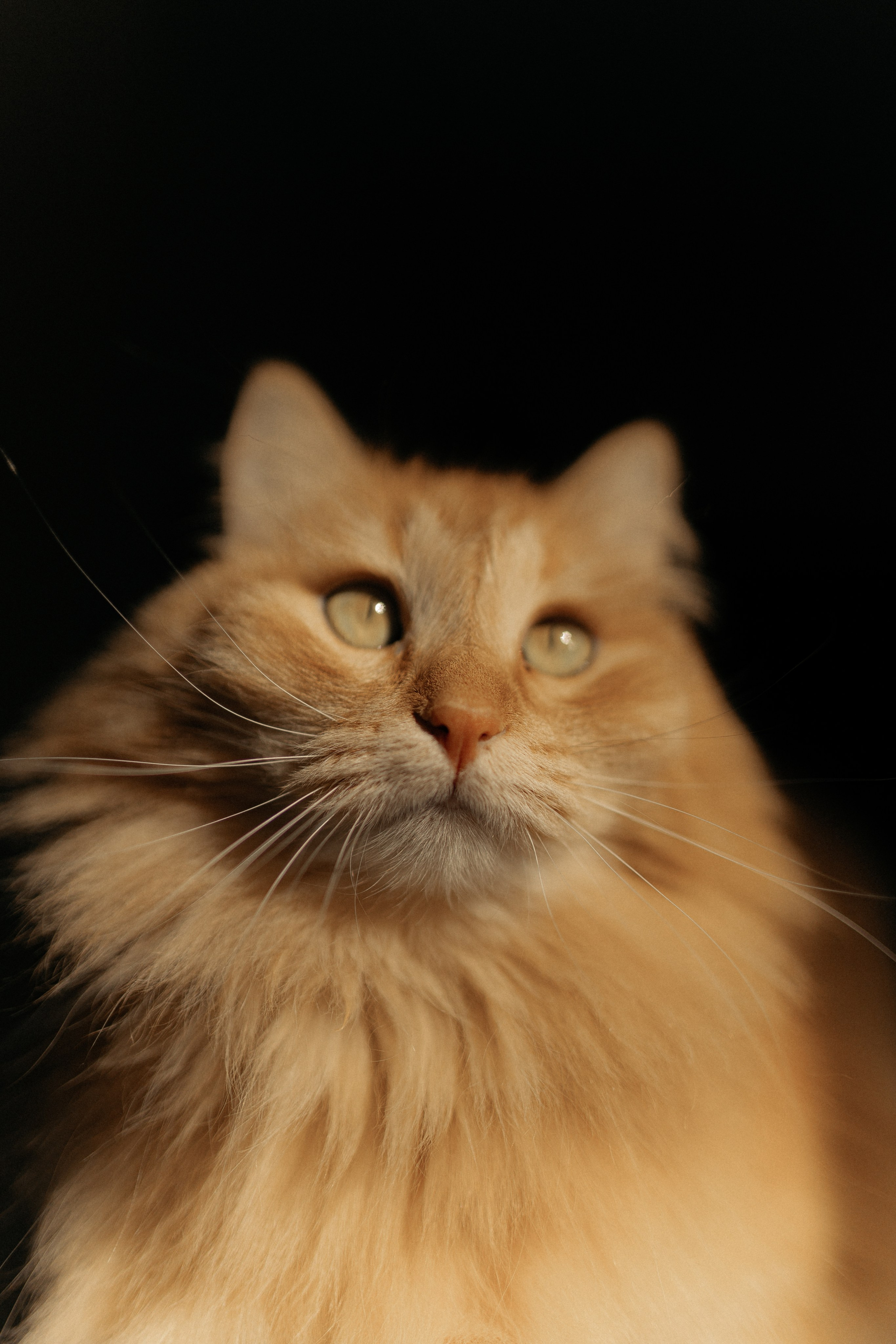 Алиса. DARYA.BELKINA