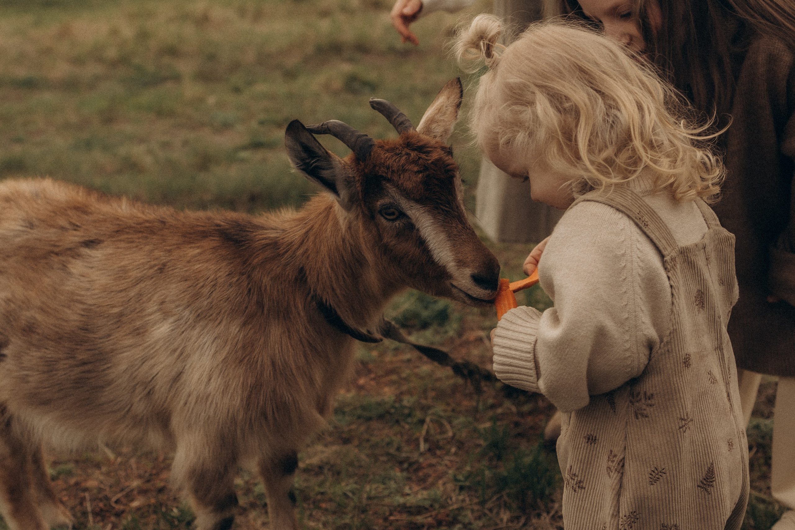 Семейная в поле. Эльвира Галимьянова — семейный фотограф Екатеринбурга