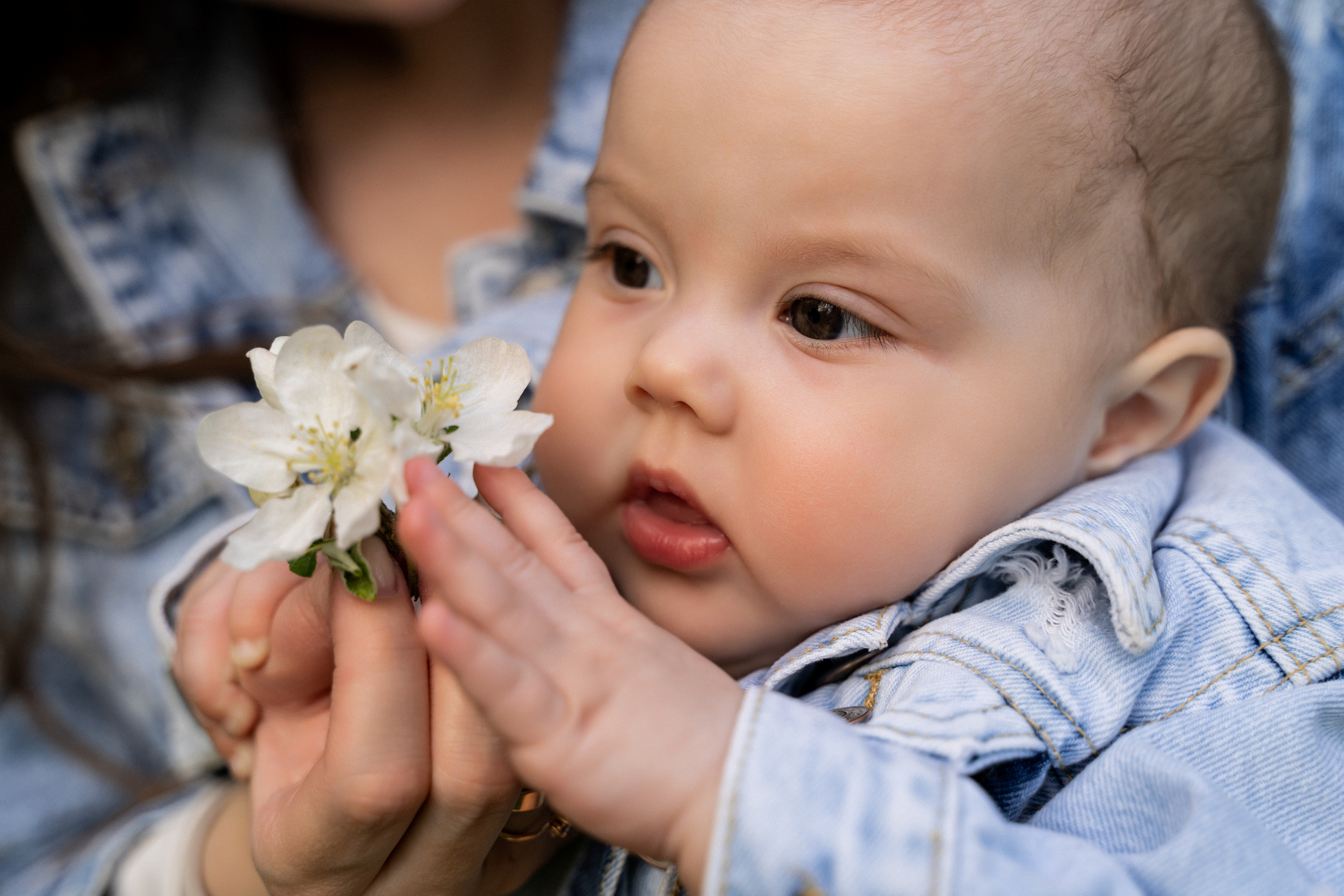 Цветение. Фотограф Алина Филимонова Тверь